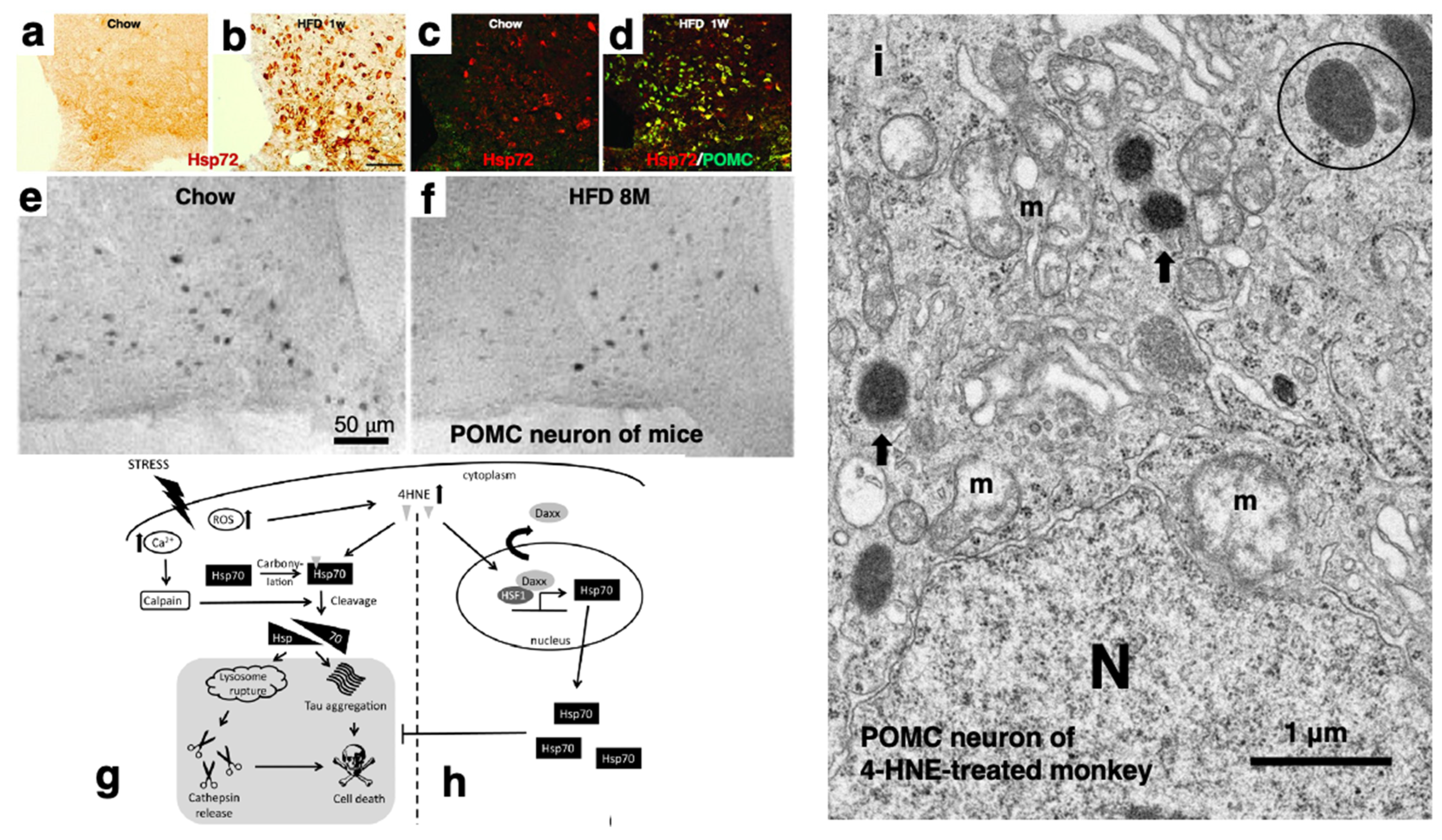 Nutrients 16 04171 g004 Nutrients 16 04171 g004