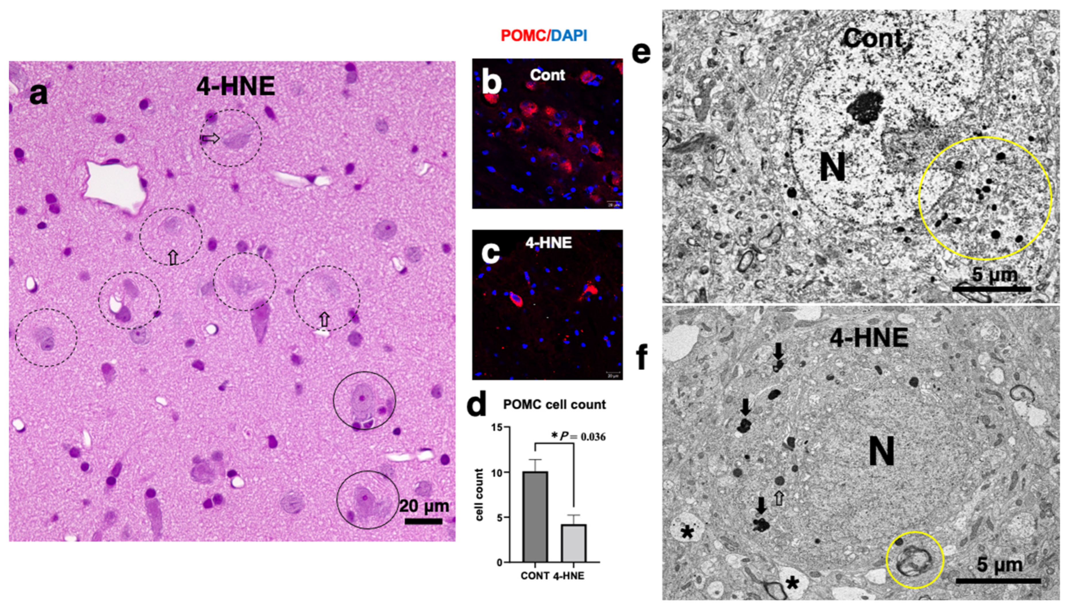 Nutrients 16 04171 g005 Nutrients 16 04171 g005