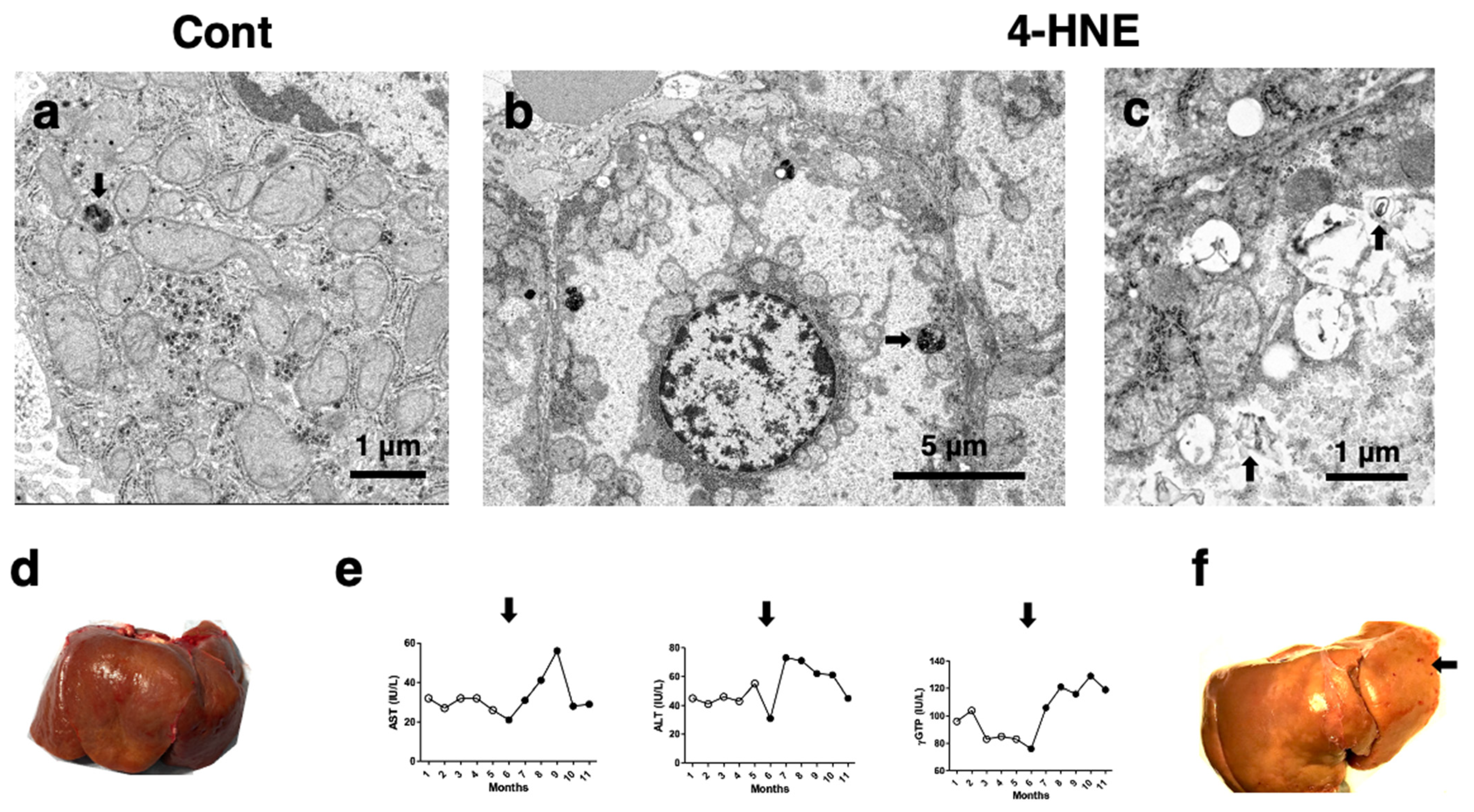 Nutrients 16 04171 g006 Nutrients 16 04171 g006