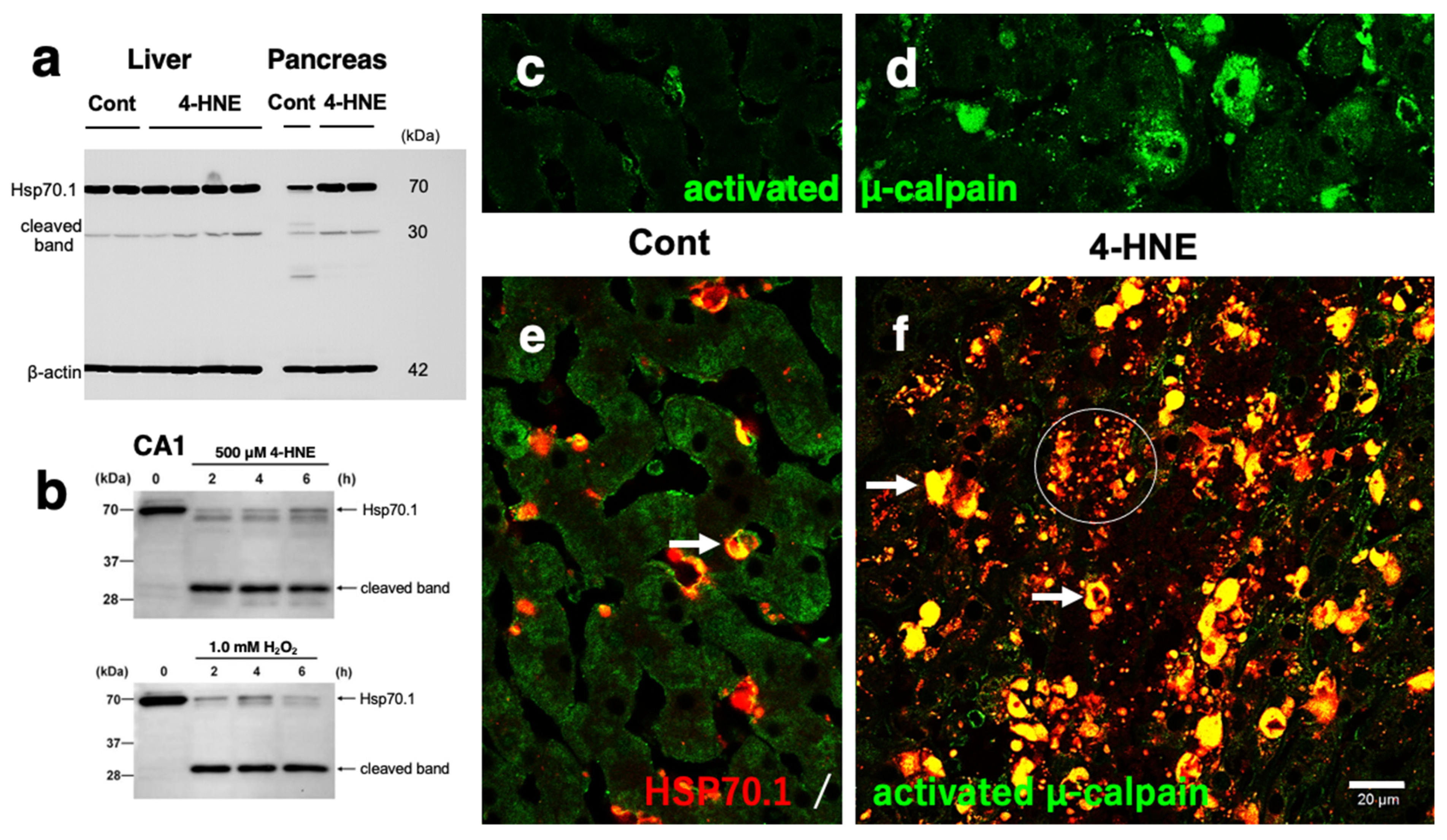 Nutrients 16 04171 g008 Nutrients 16 04171 g008