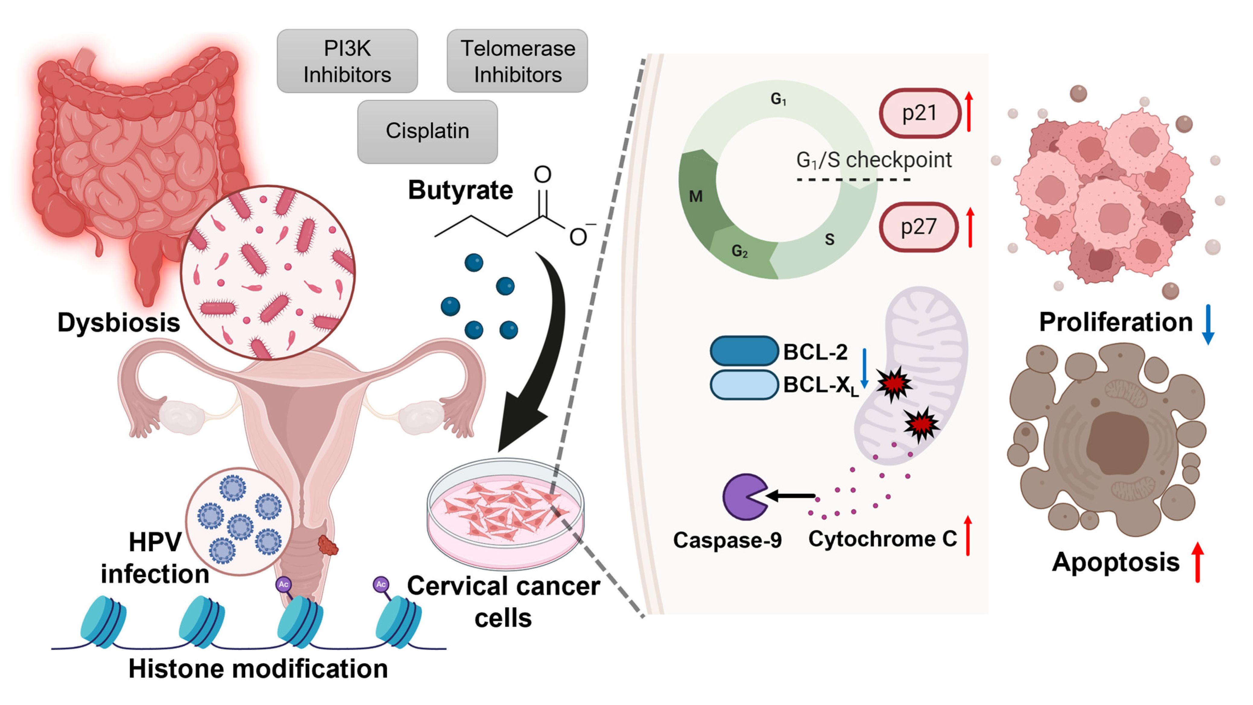 Nutrients 16 04196 g002
