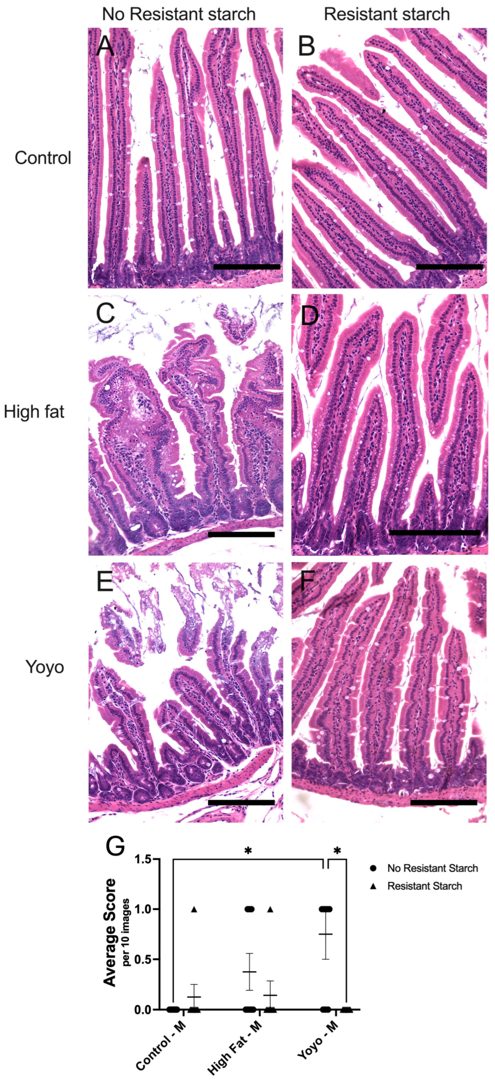 Nutrients 16 04216 g004 Nutrients 16 04216 g004