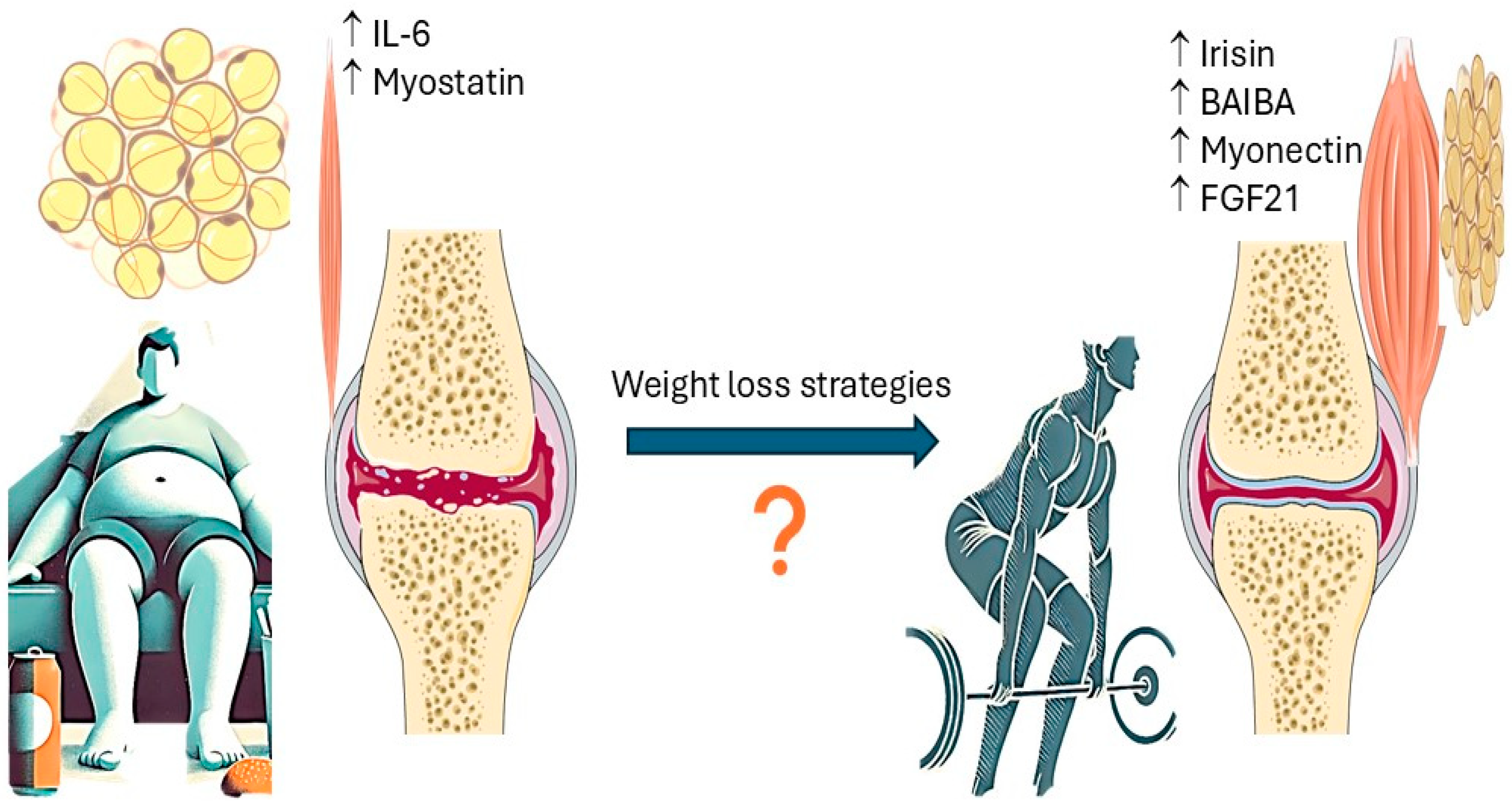 Nutrients 16 04231 g001
