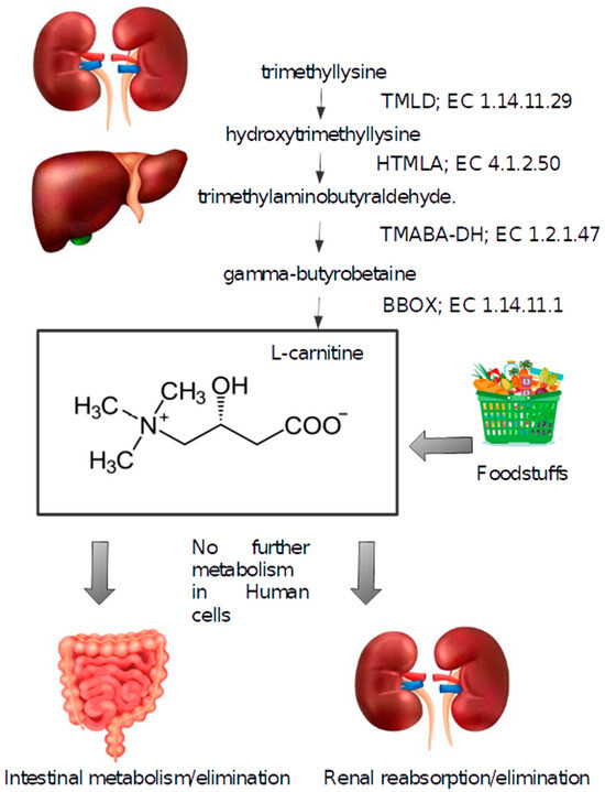 Revisiting the Role of Carnitine in Heart Disease Through the Lens of the  Gut Microbiota