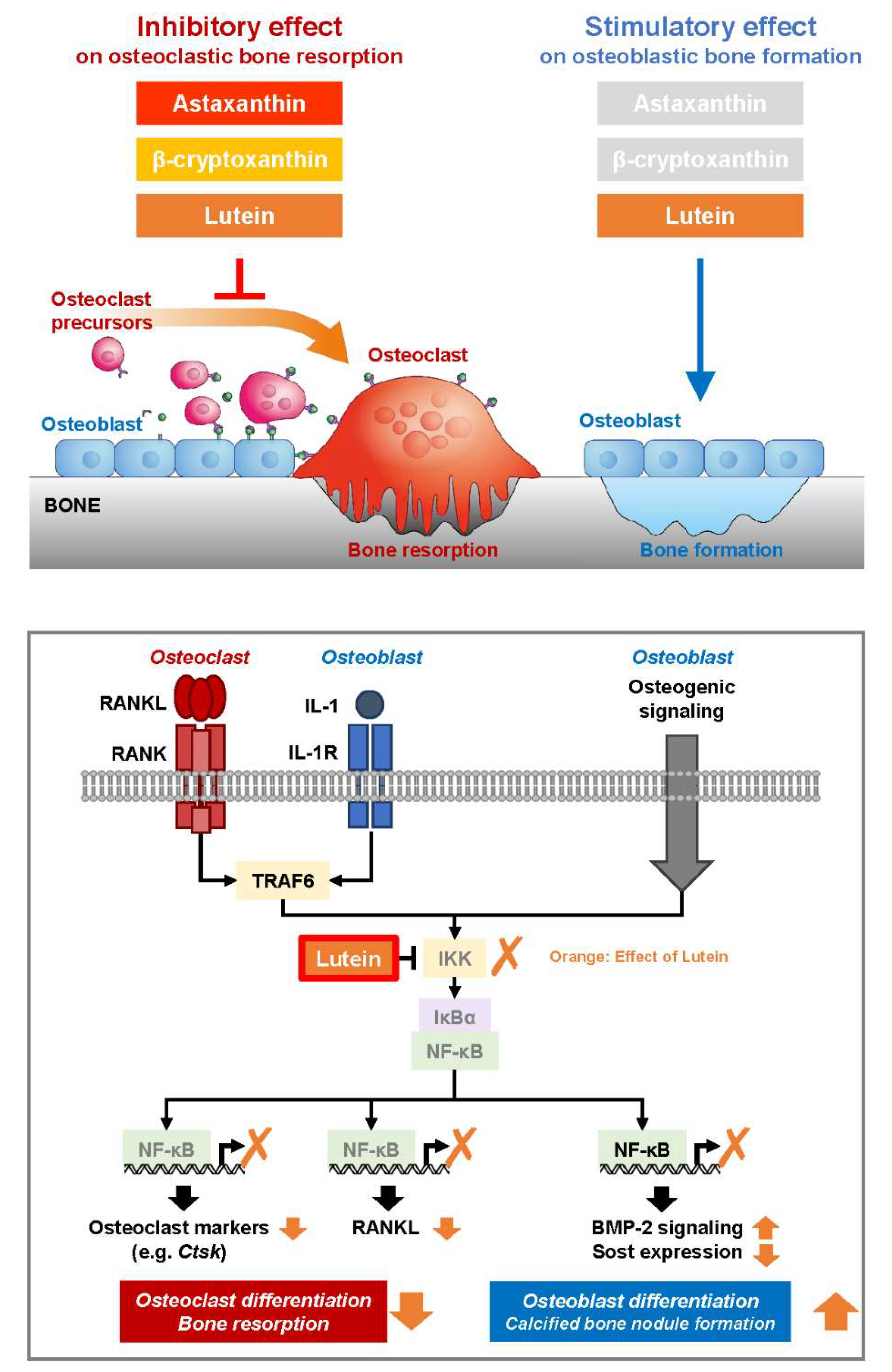Nutrients 16 04271 g005