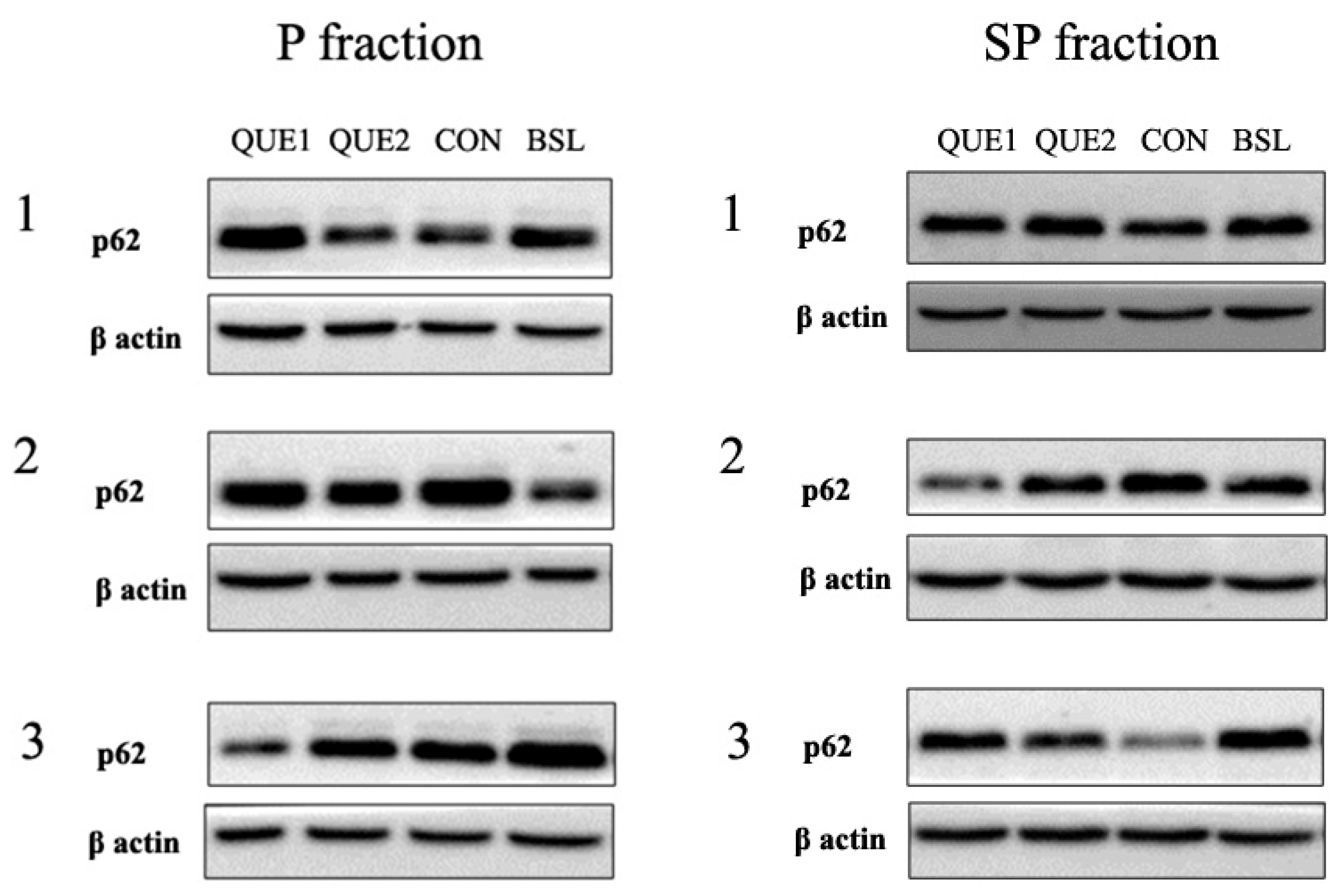 Nutrients 16 04282 g002a