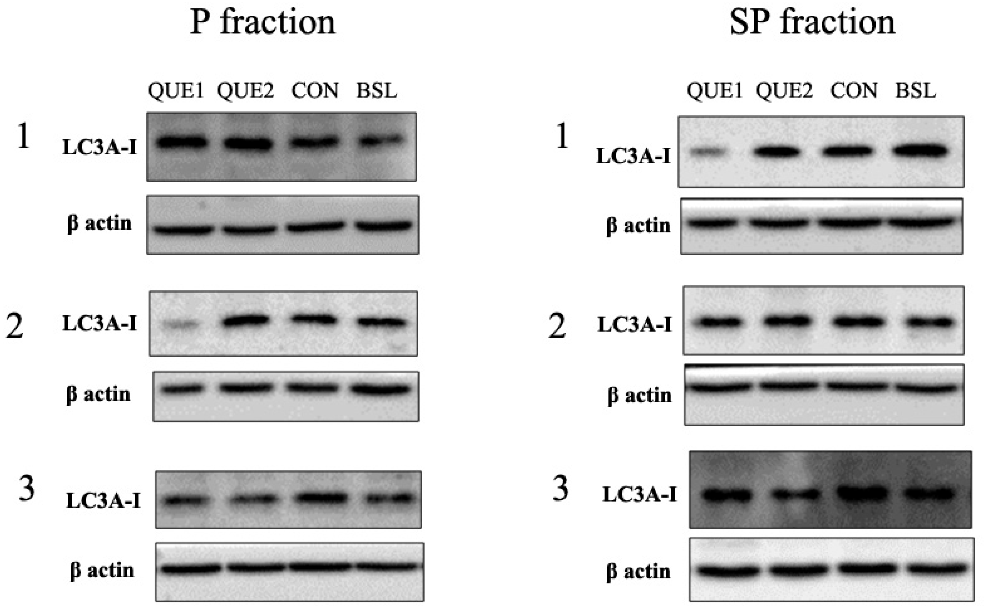 Nutrients 16 04282 g003a