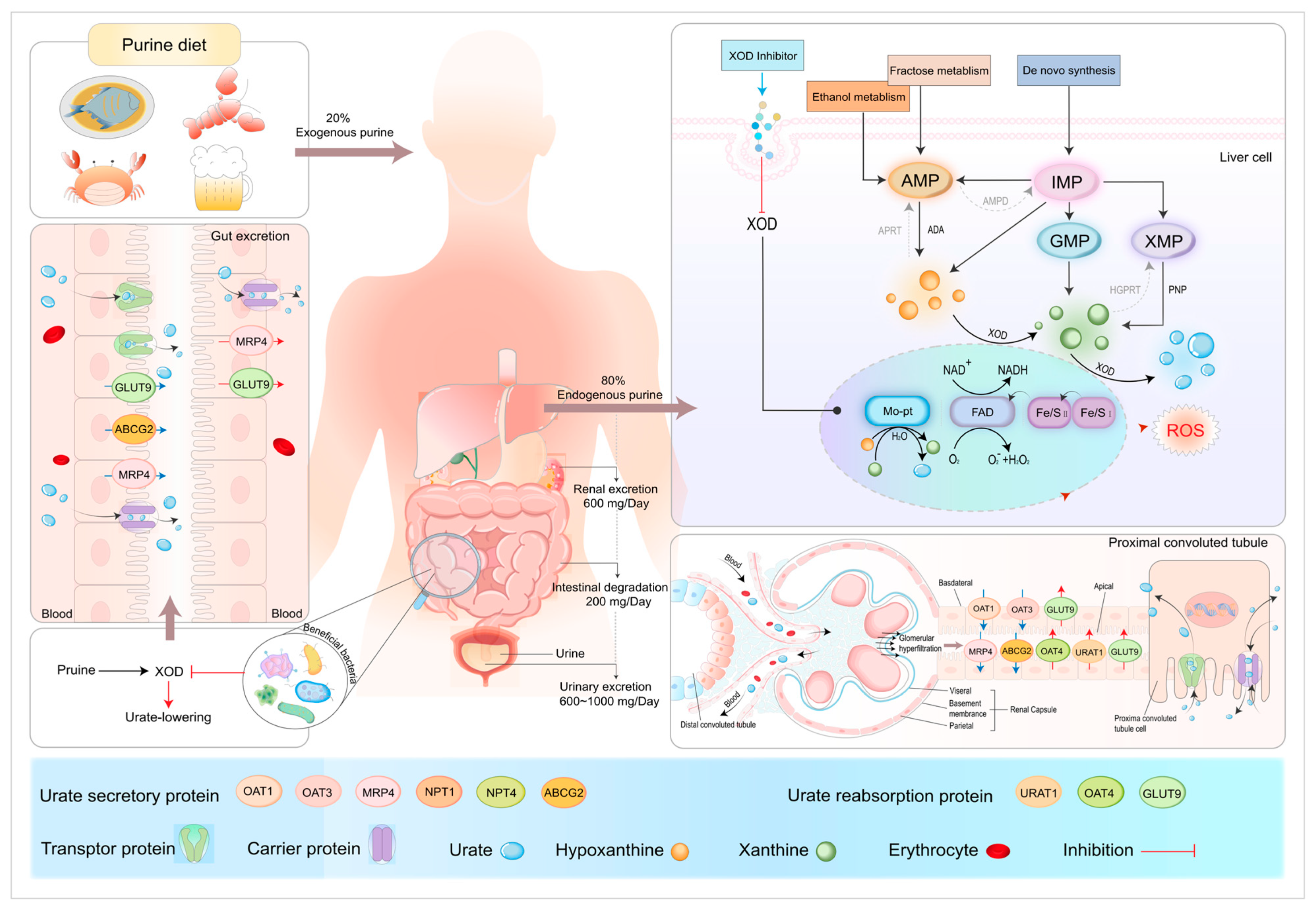 Nutrients 16 04301 g002
