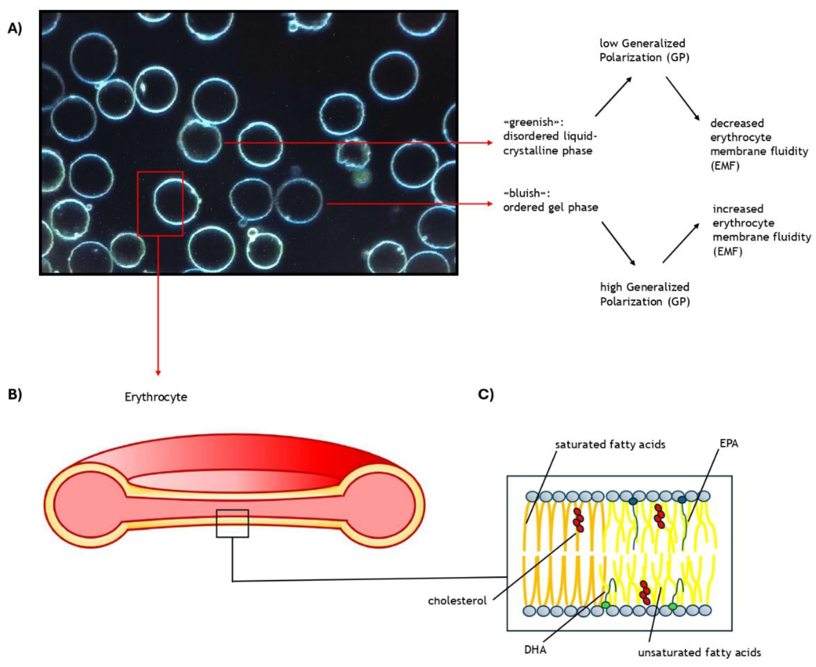 Nutrients 16 04318 g001 Nutrients 16 04318 g001