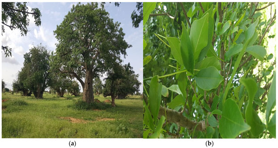 Evaluation of the Nutritional Impact of Baobab Leaves