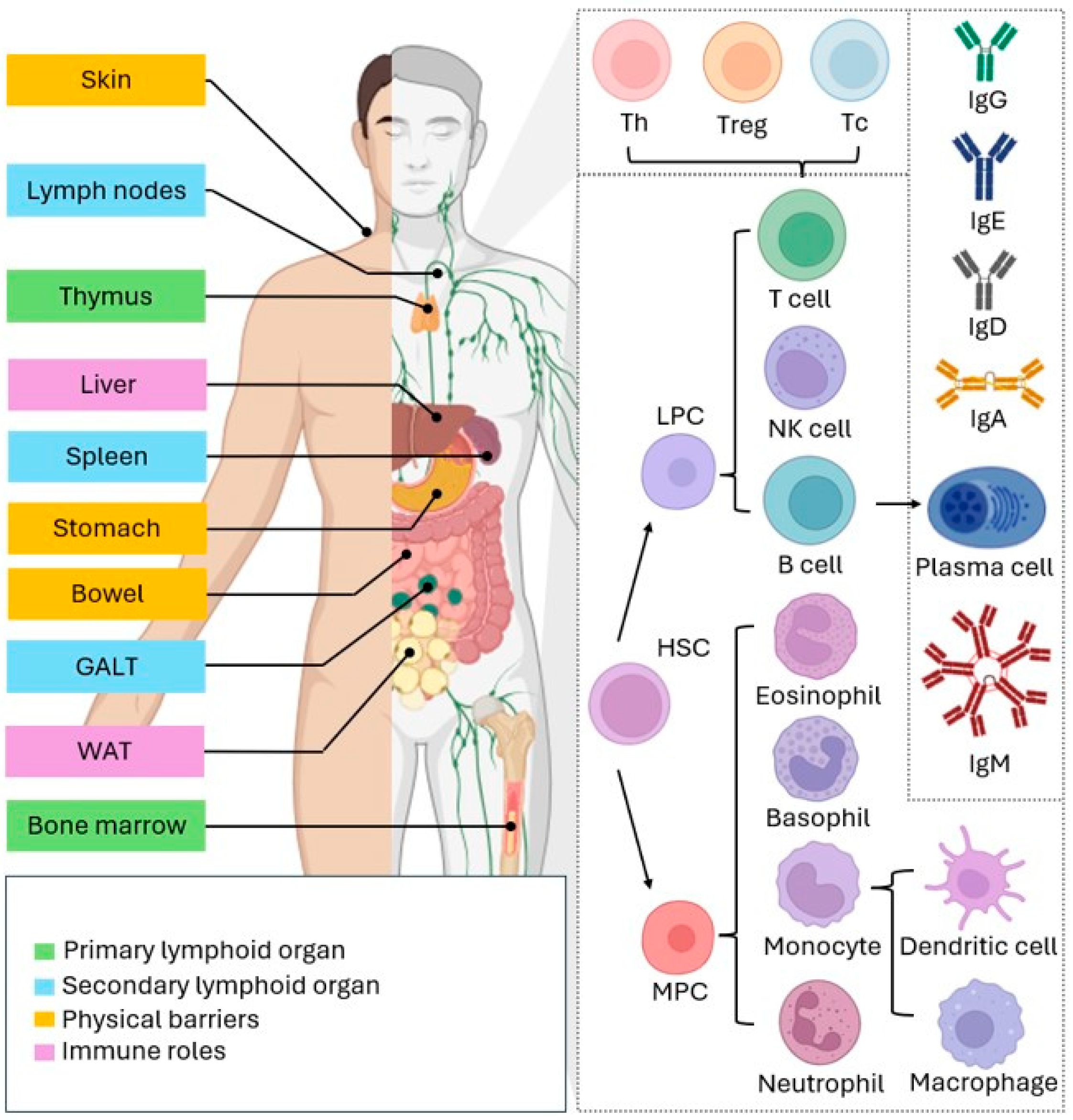 Nutrients 16 04363 g001