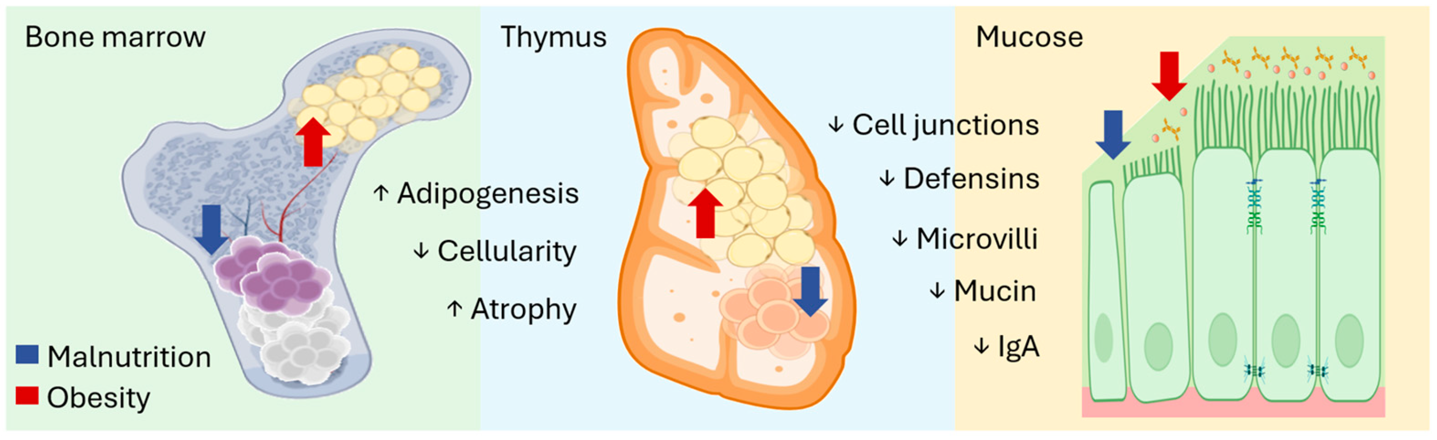 Nutrients 16 04363 g002
