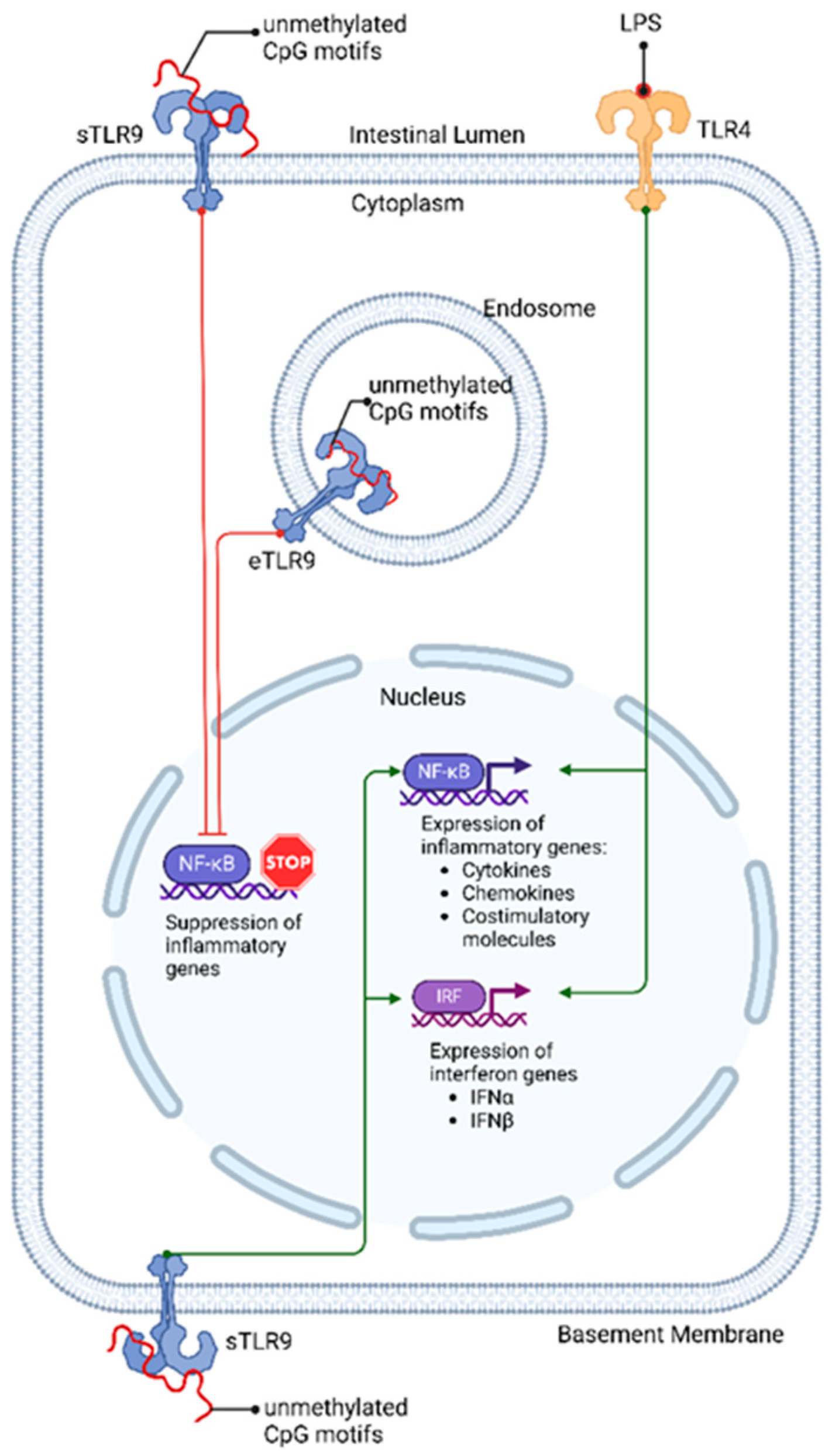 Nutrients 16 04373 g001