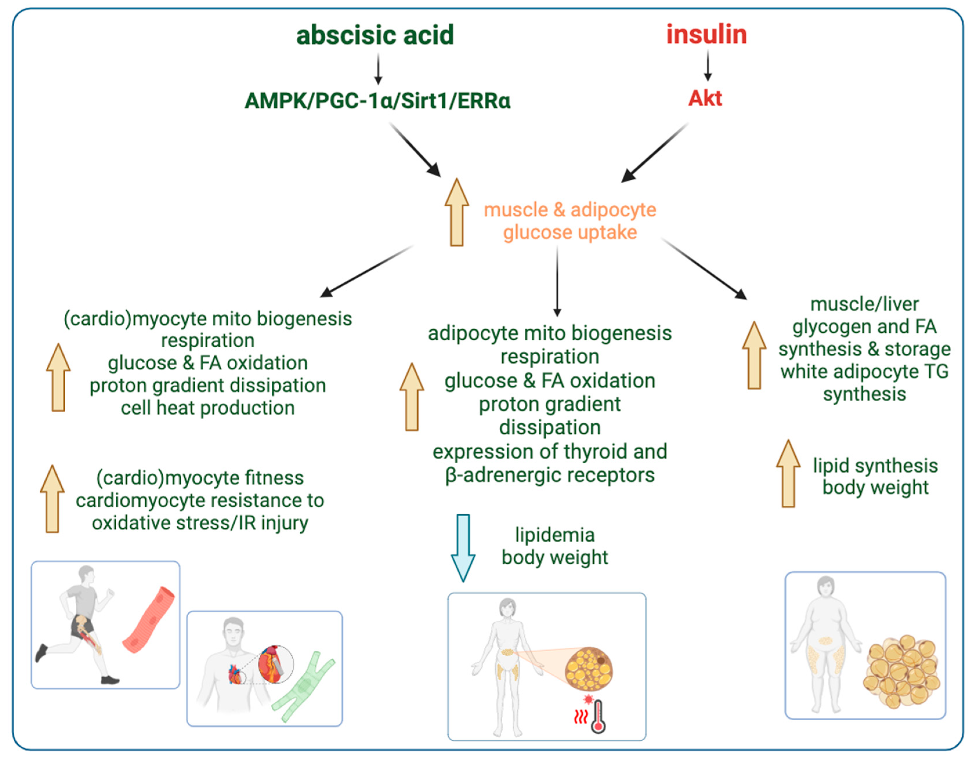 Nutrients 17 00013 g005 Nutrients 17 00013 g005