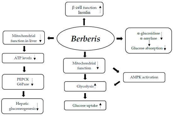 Nutraceuticals and Supplements in Management of Prediabetes and
