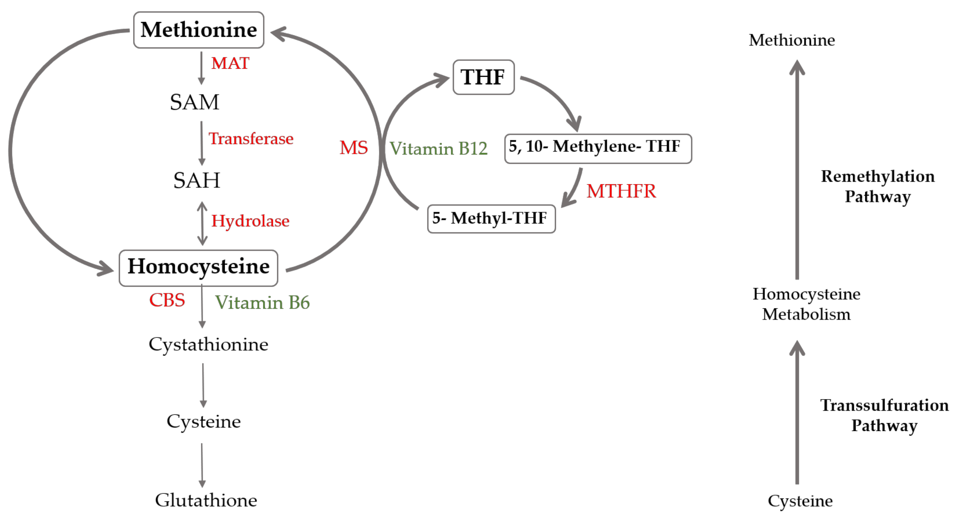 Nutrients 17 00040 g001