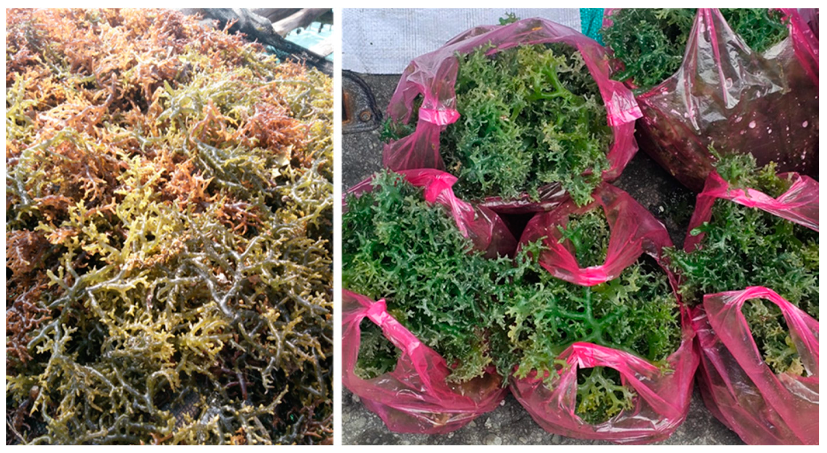 Nutrients 17 00200 g003