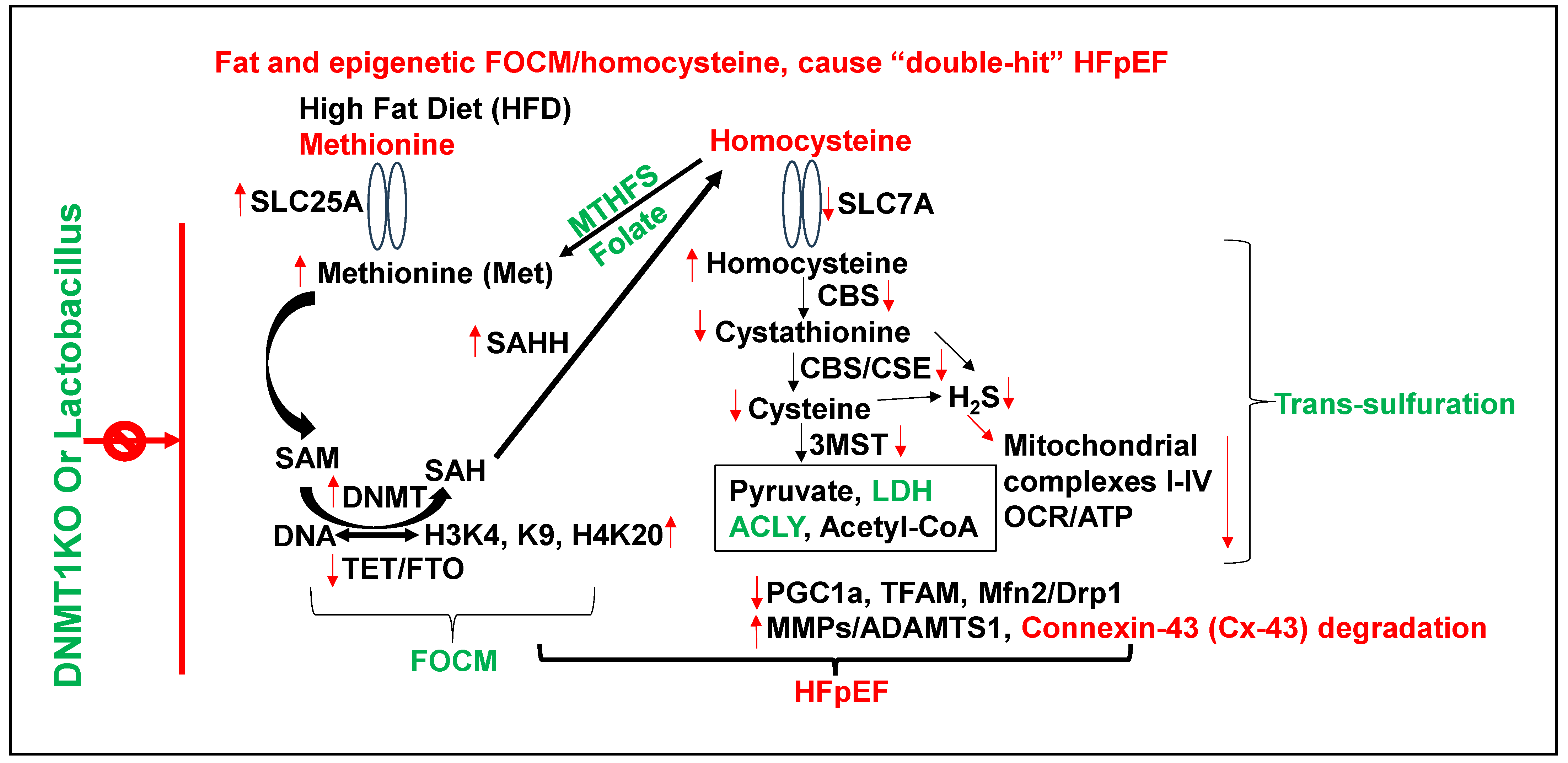 Nutrients 17 00216 g005