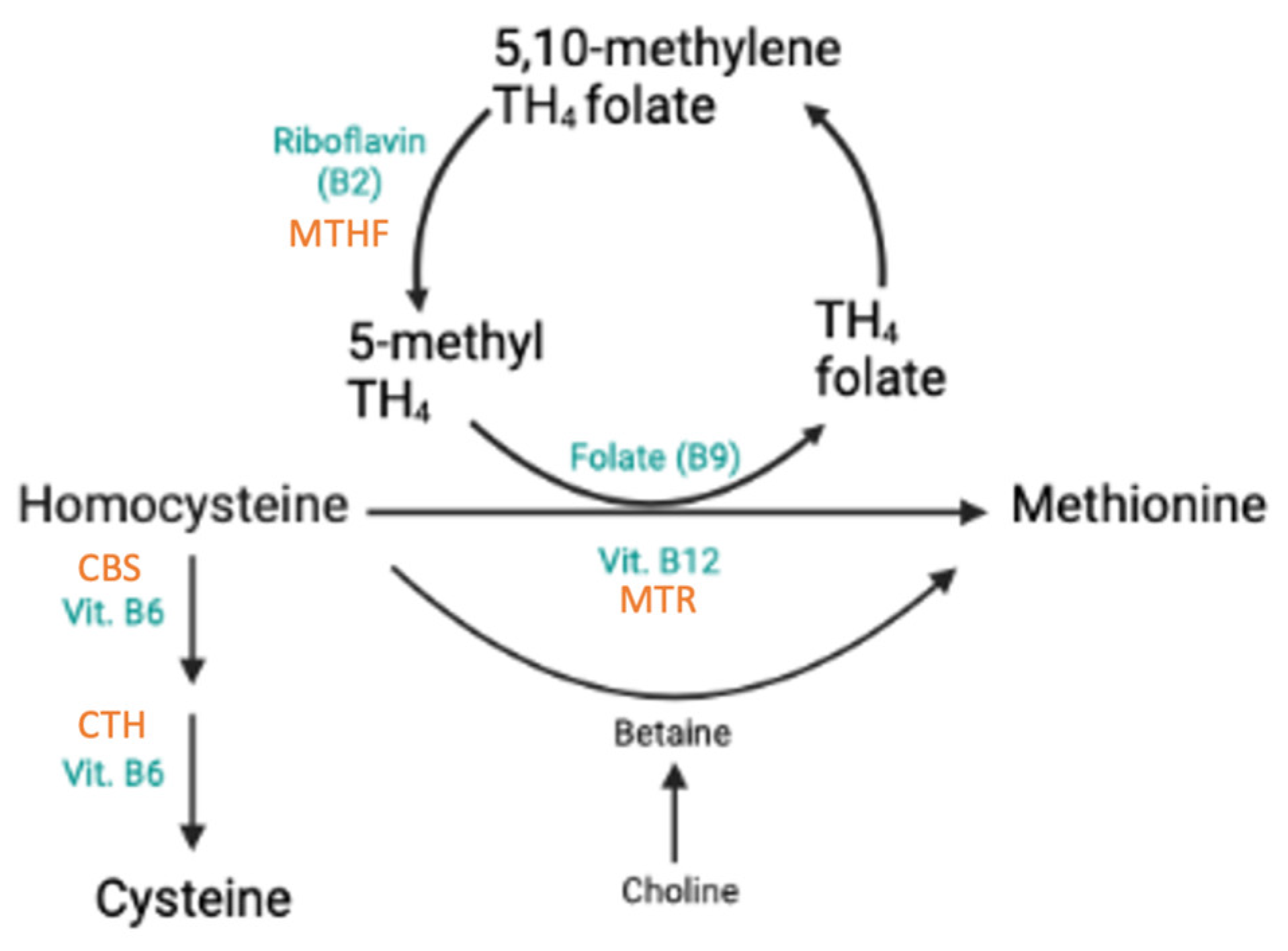 Nutrients 17 00242 g002 Nutrients 17 00242 g002