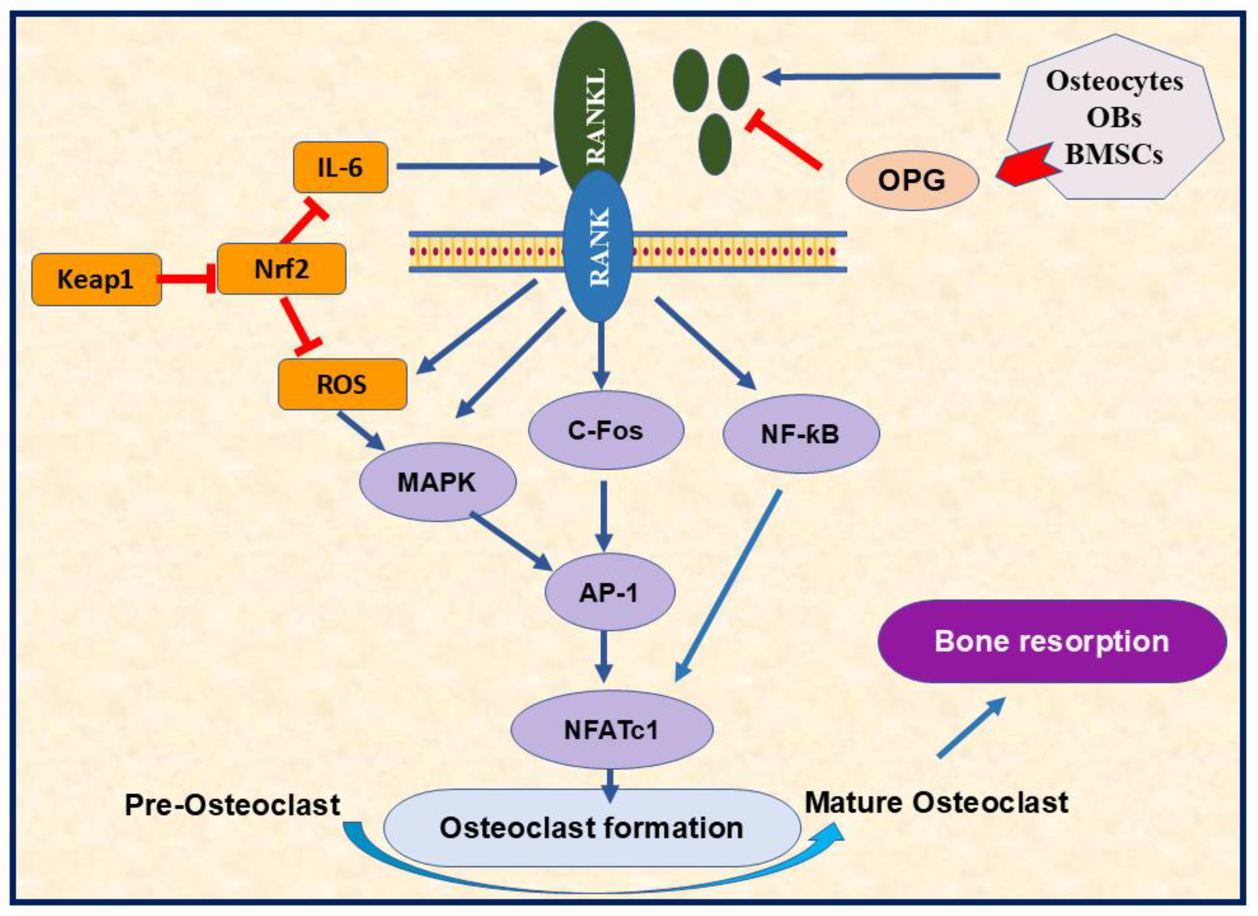 Nutrients 17 00267 g004
