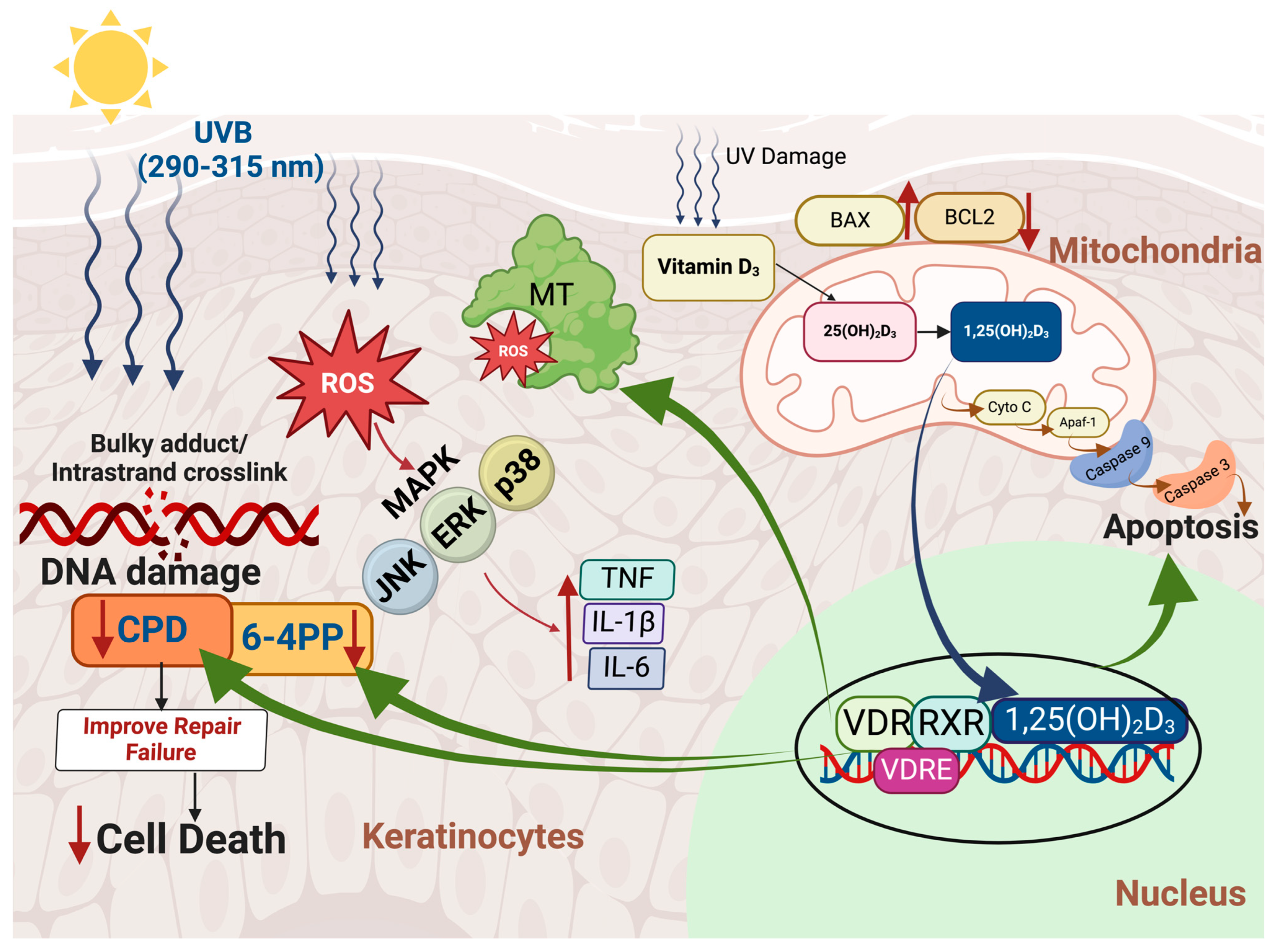 Nutrients 17 00386 g002 Nutrients 17 00386 g002