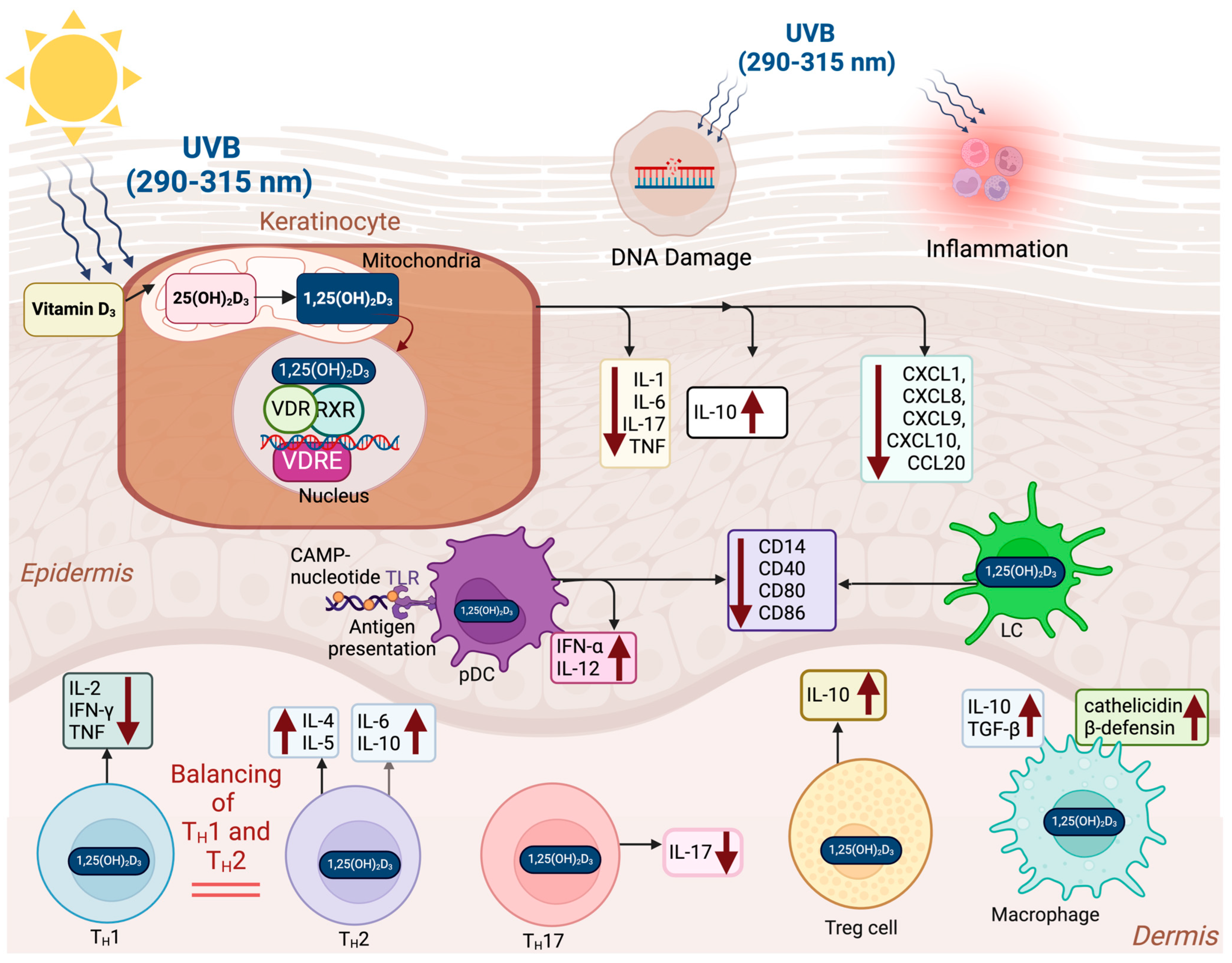 Nutrients 17 00386 g003 Nutrients 17 00386 g003