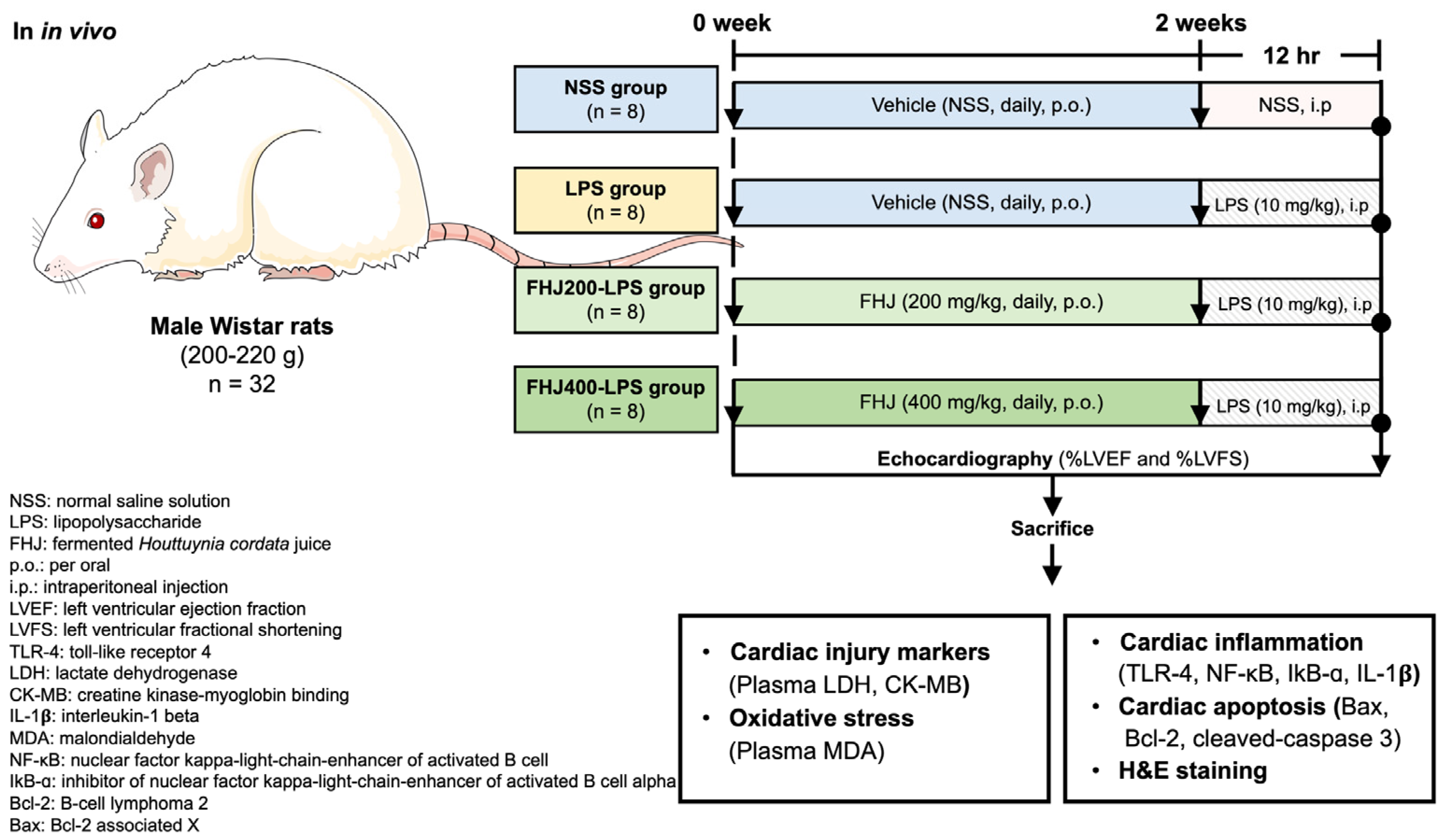 Nutrients 17 00501 g001 Nutrients 17 00501 g001