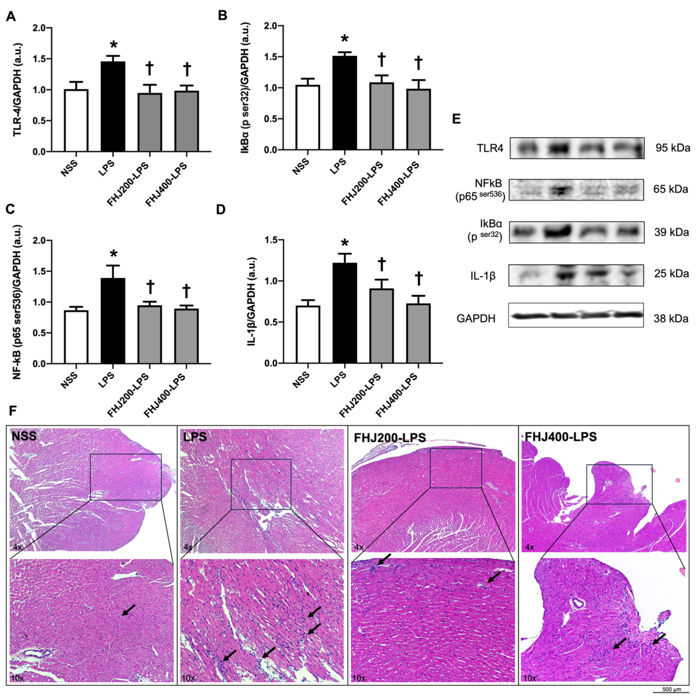 Nutrients 17 00501 g004 Nutrients 17 00501 g004