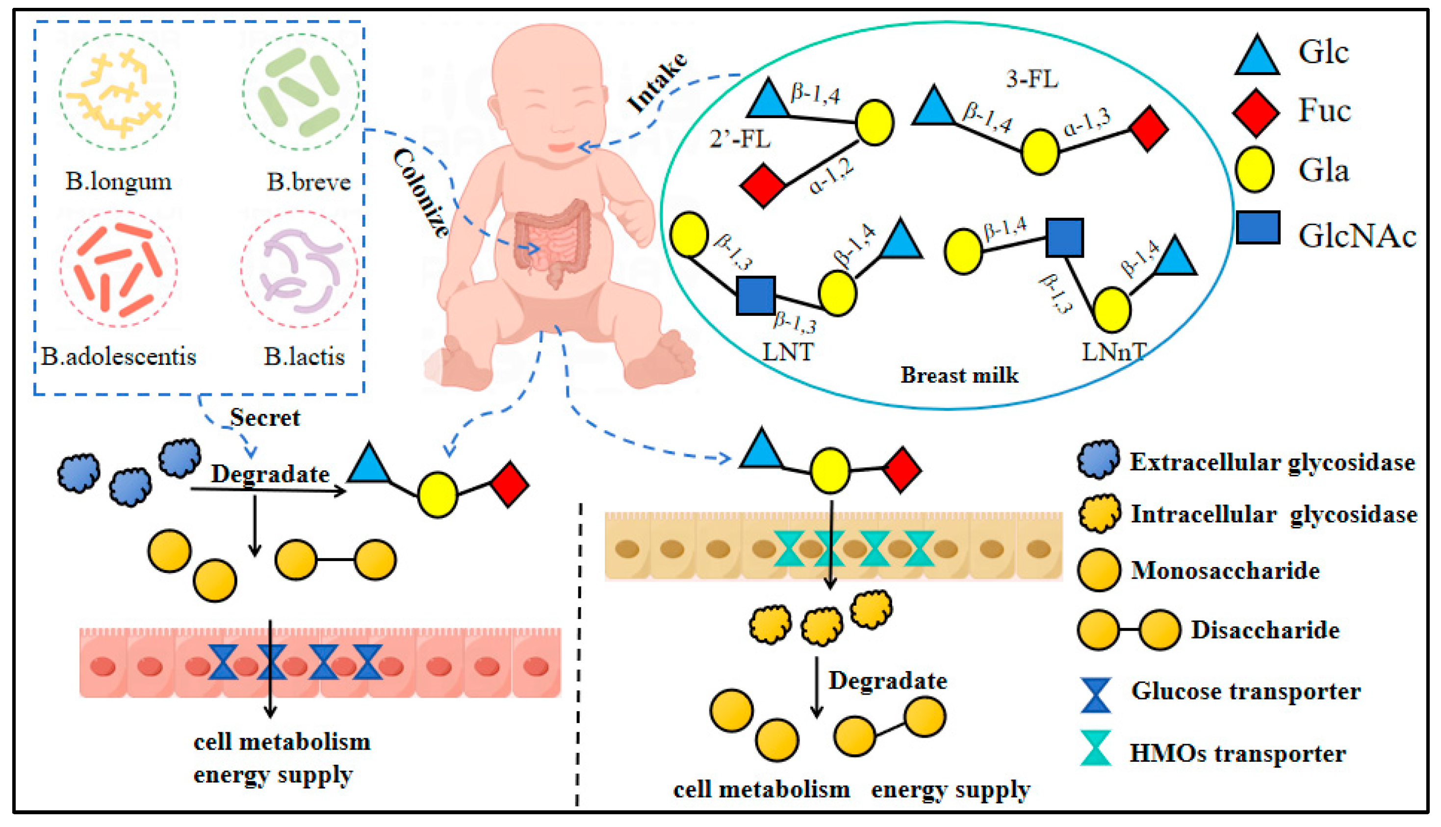 Nutrients 17 00519 g002