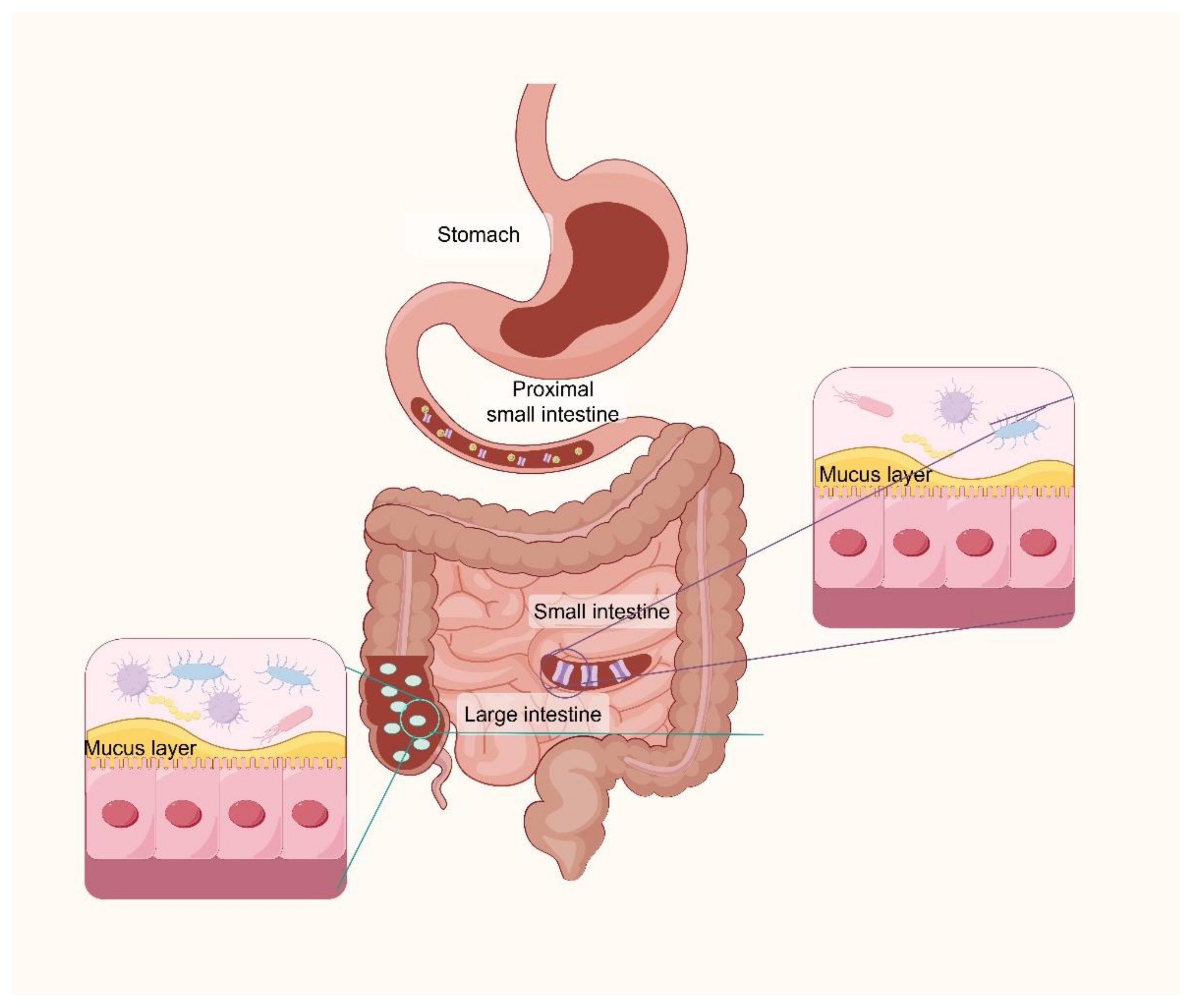 Nutrients 17 00544 g001
