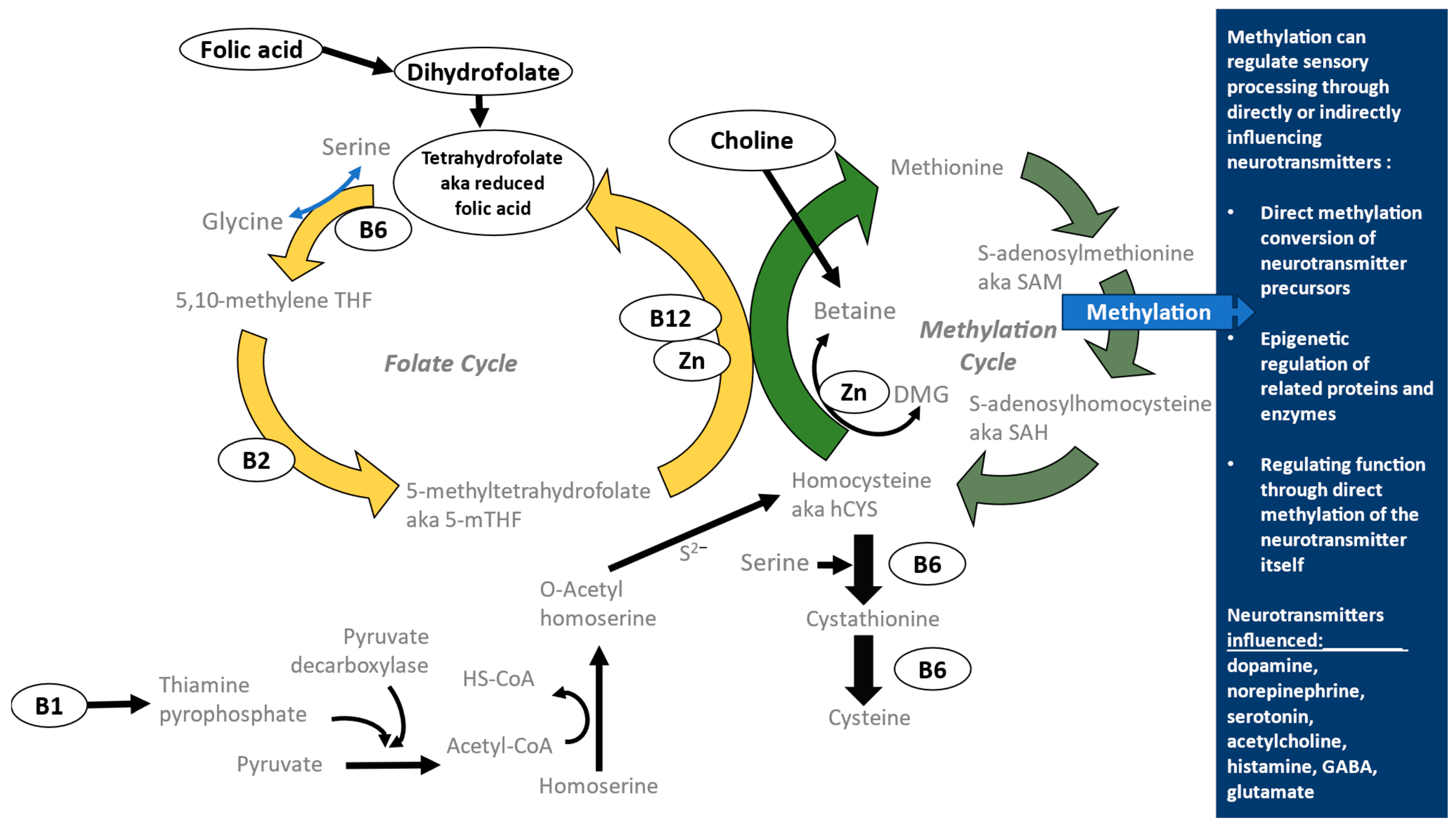 Nutrients 17 00604 g001 Nutrients 17 00604 g001