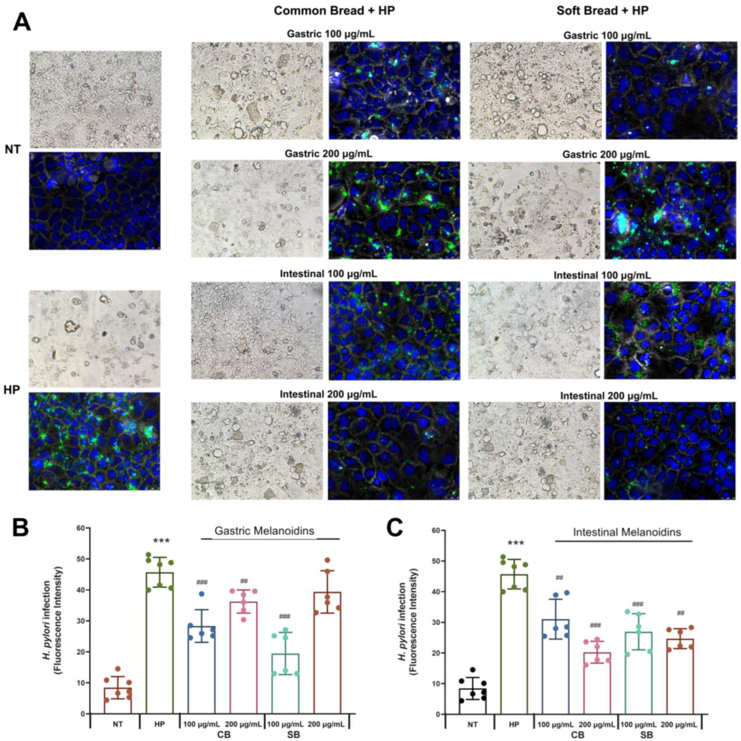 Nutrients 17 00648 g002