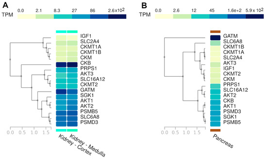 Assessing Creatine-Related Gene Expression in Kidney Disease: Can ...