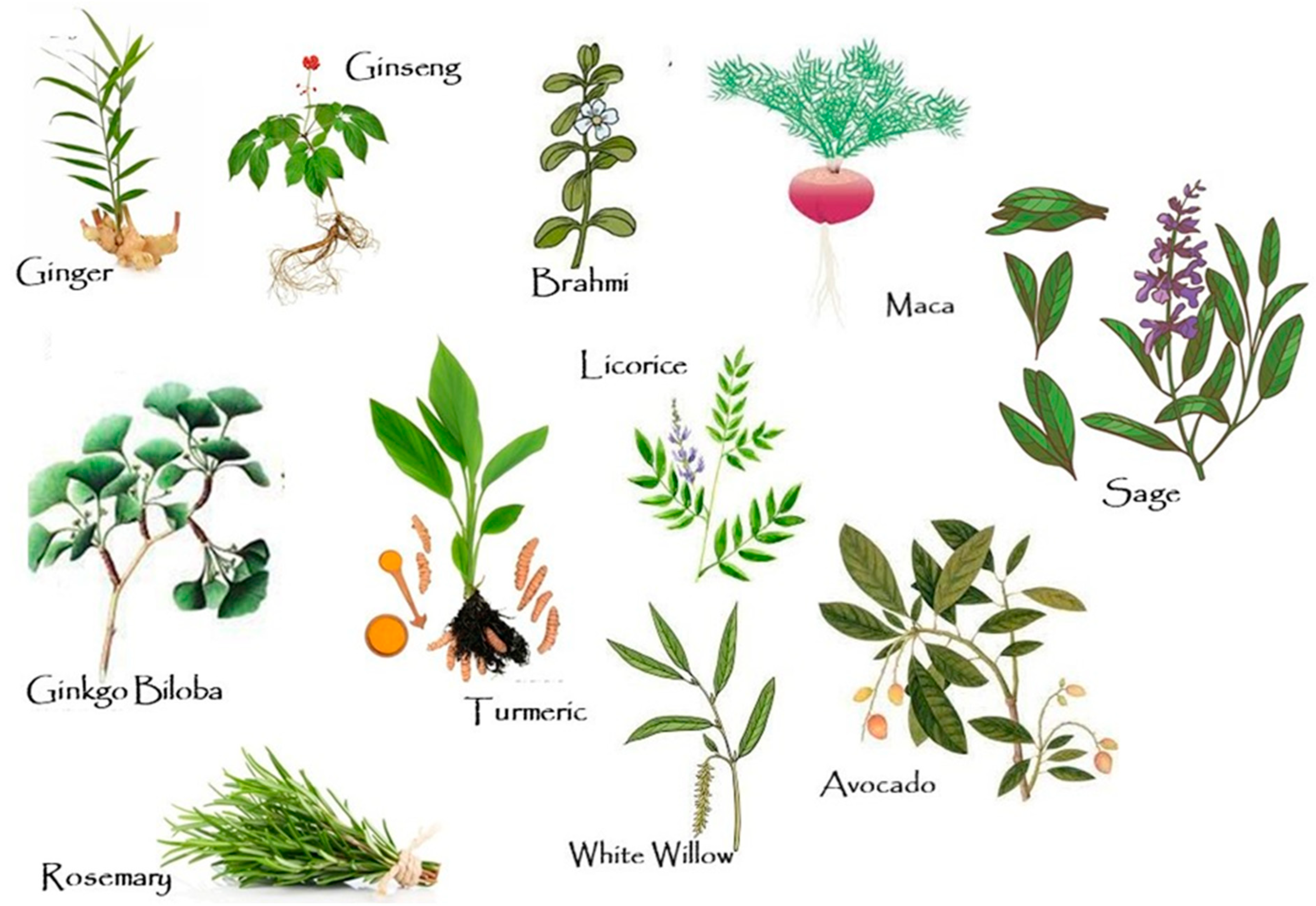 Nutrients 17 00653 g003 Nutrients 17 00653 g003