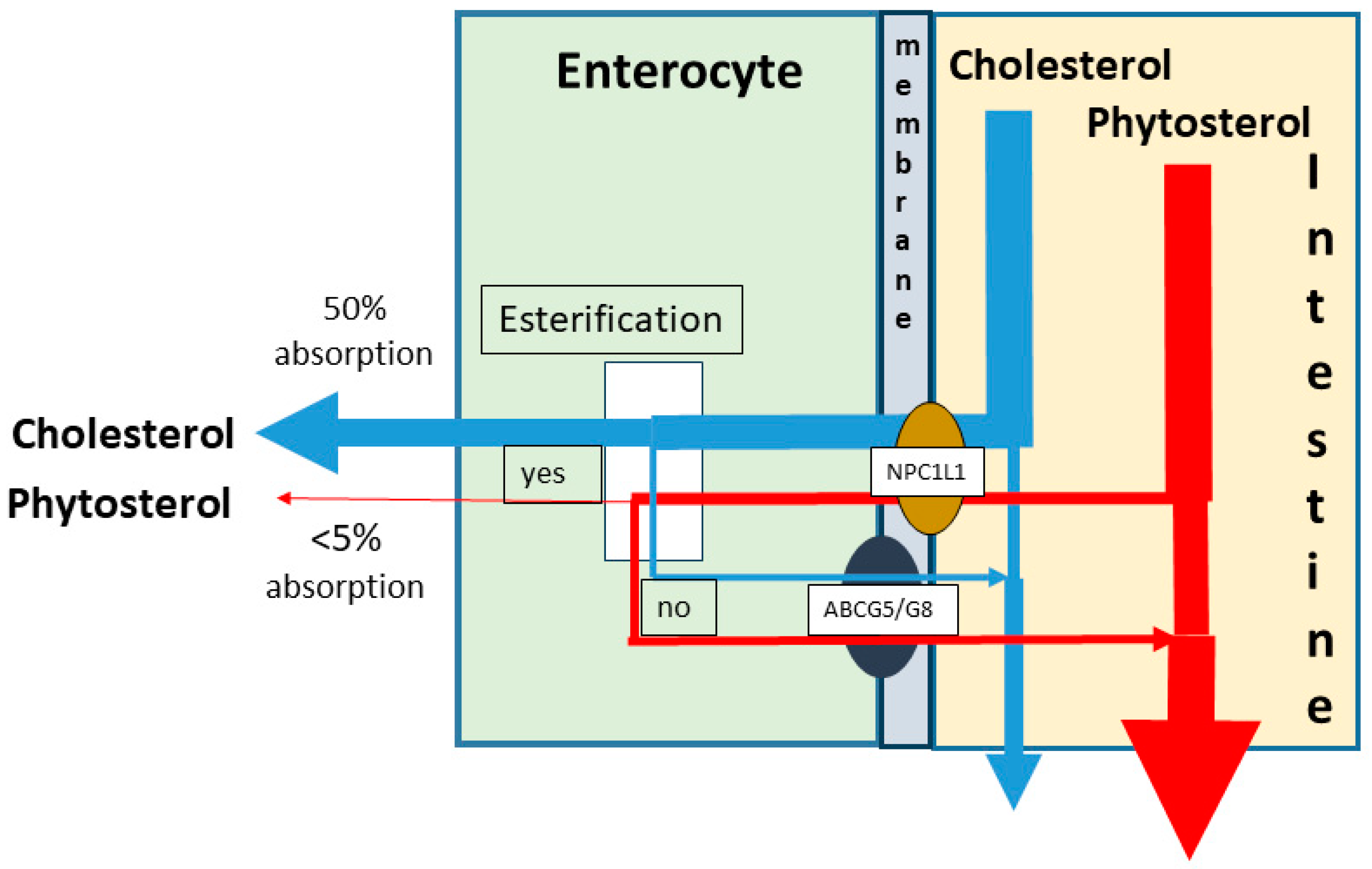 Nutrients 17 00654 g002