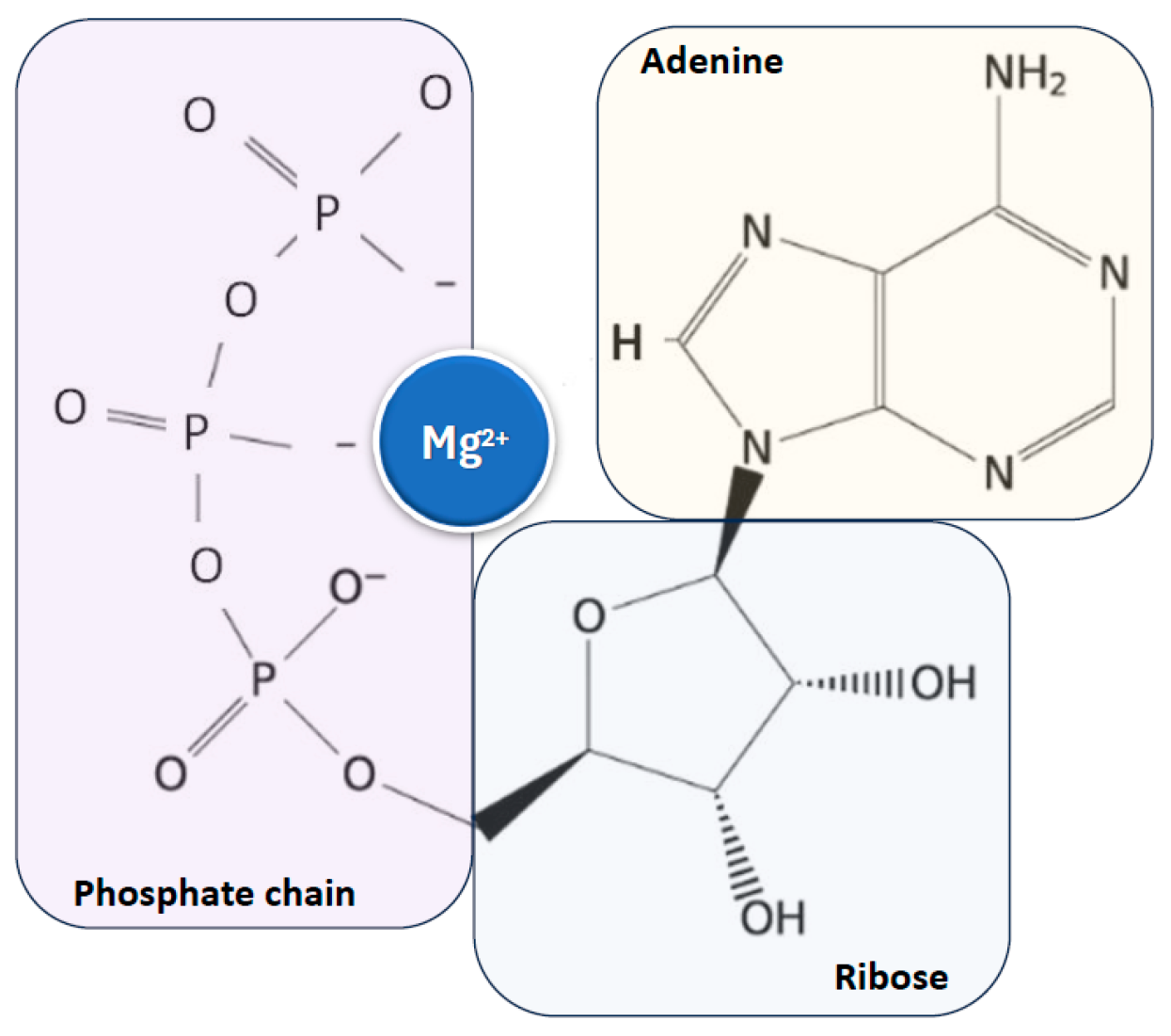 Nutrients 17 00725 g002
