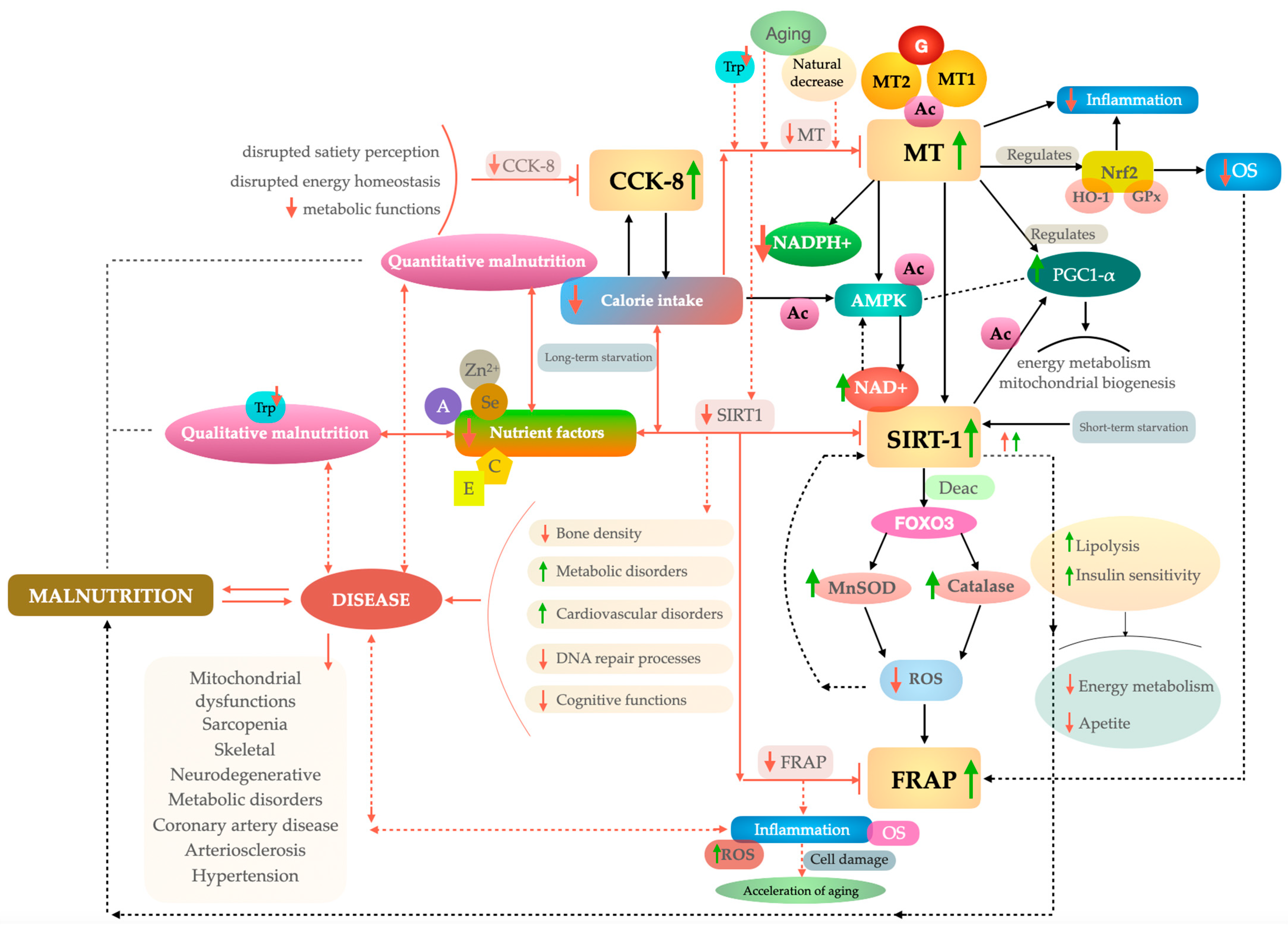 Malnutrition Risk in Older Adults: Evaluating the Diagnostic
