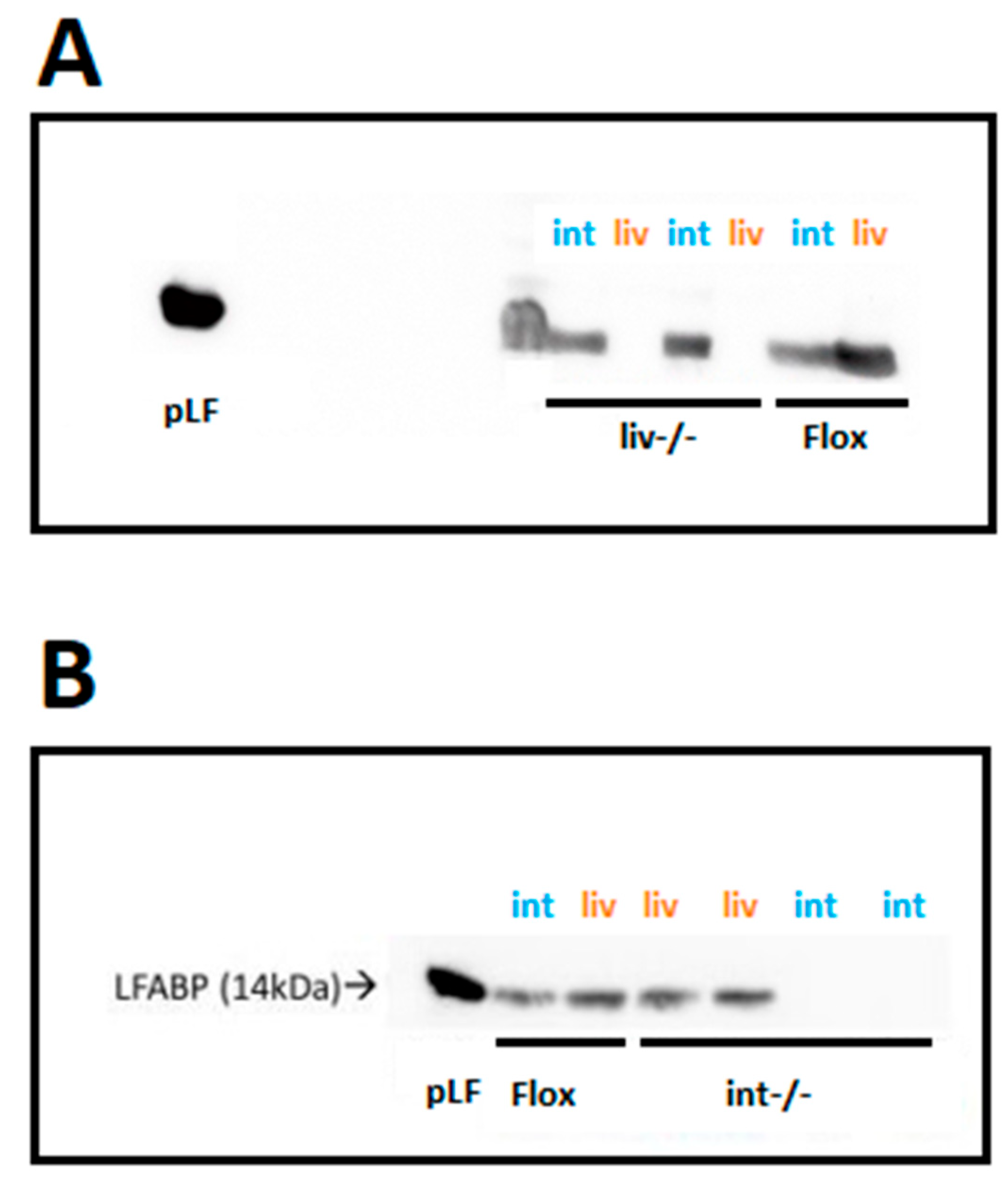 Nutrients 17 00753 g002 Nutrients 17 00753 g002