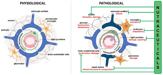 glutathione blood brain barrier Much More than Nutrients: The Protective Effects of Nutraceuticals on the  Blood–Brain Barrier in Diseases