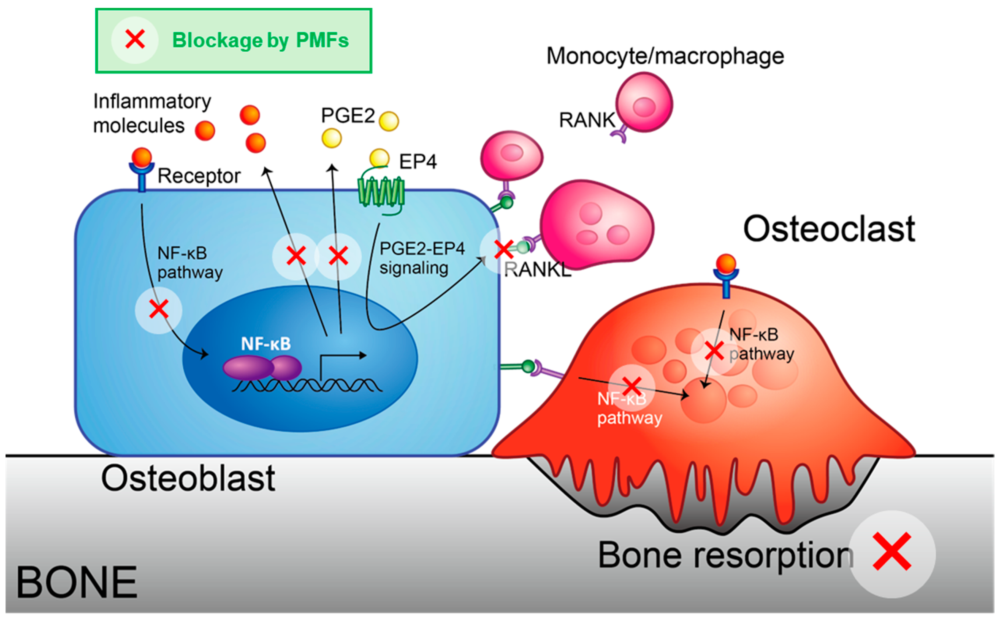 Nutrients 17 00822 g005