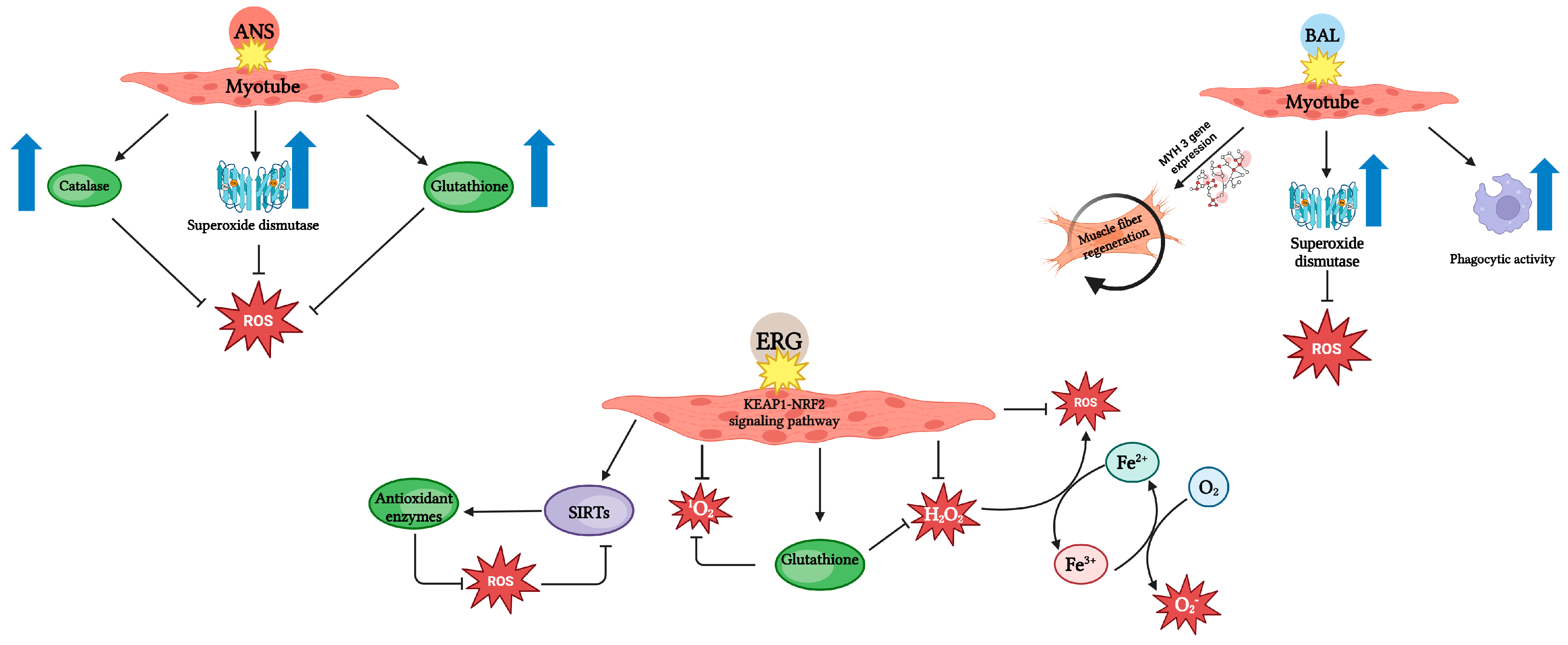 Nutrients 17 00828 g003 Nutrients 17 00828 g003
