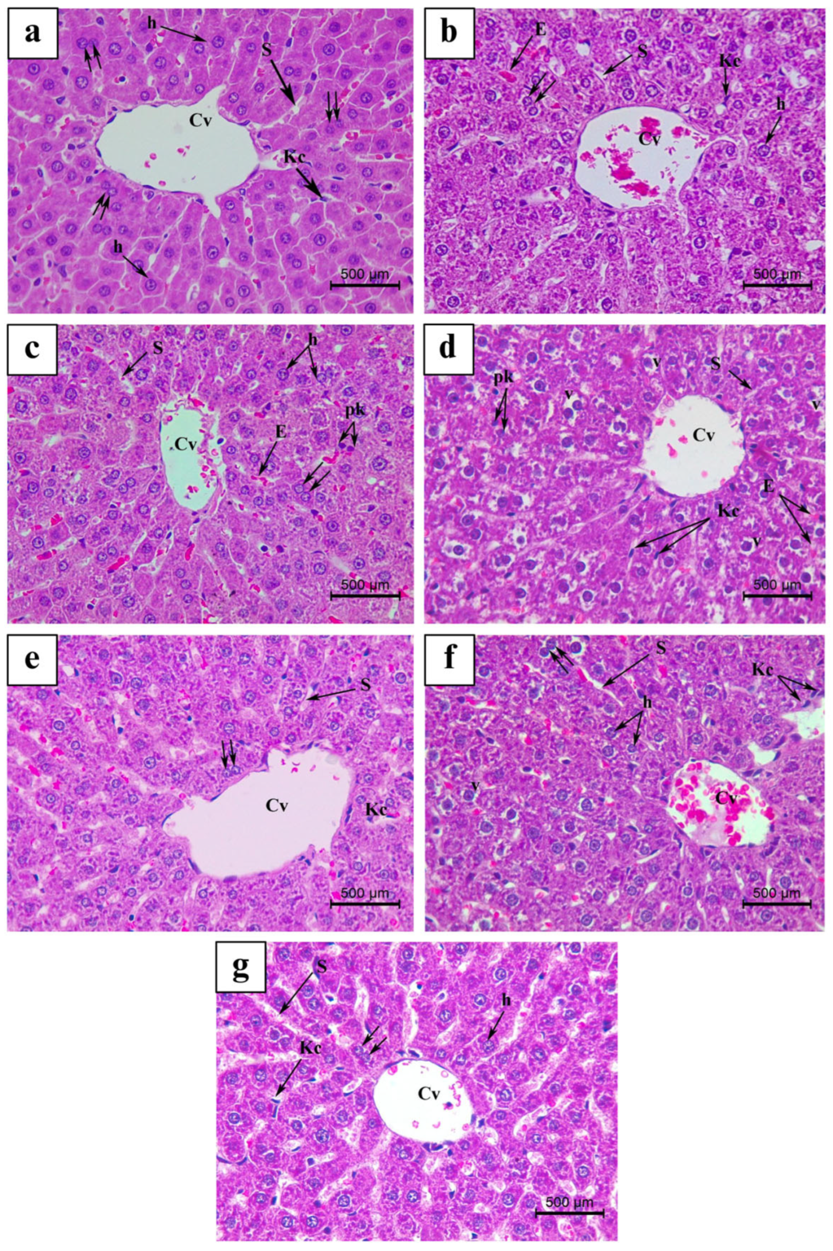 Nutrients 17 00875 g004