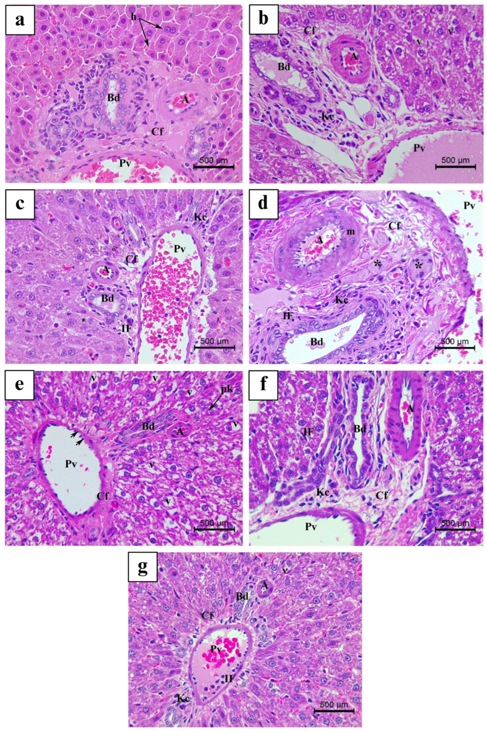 Nutrients 17 00875 g005
