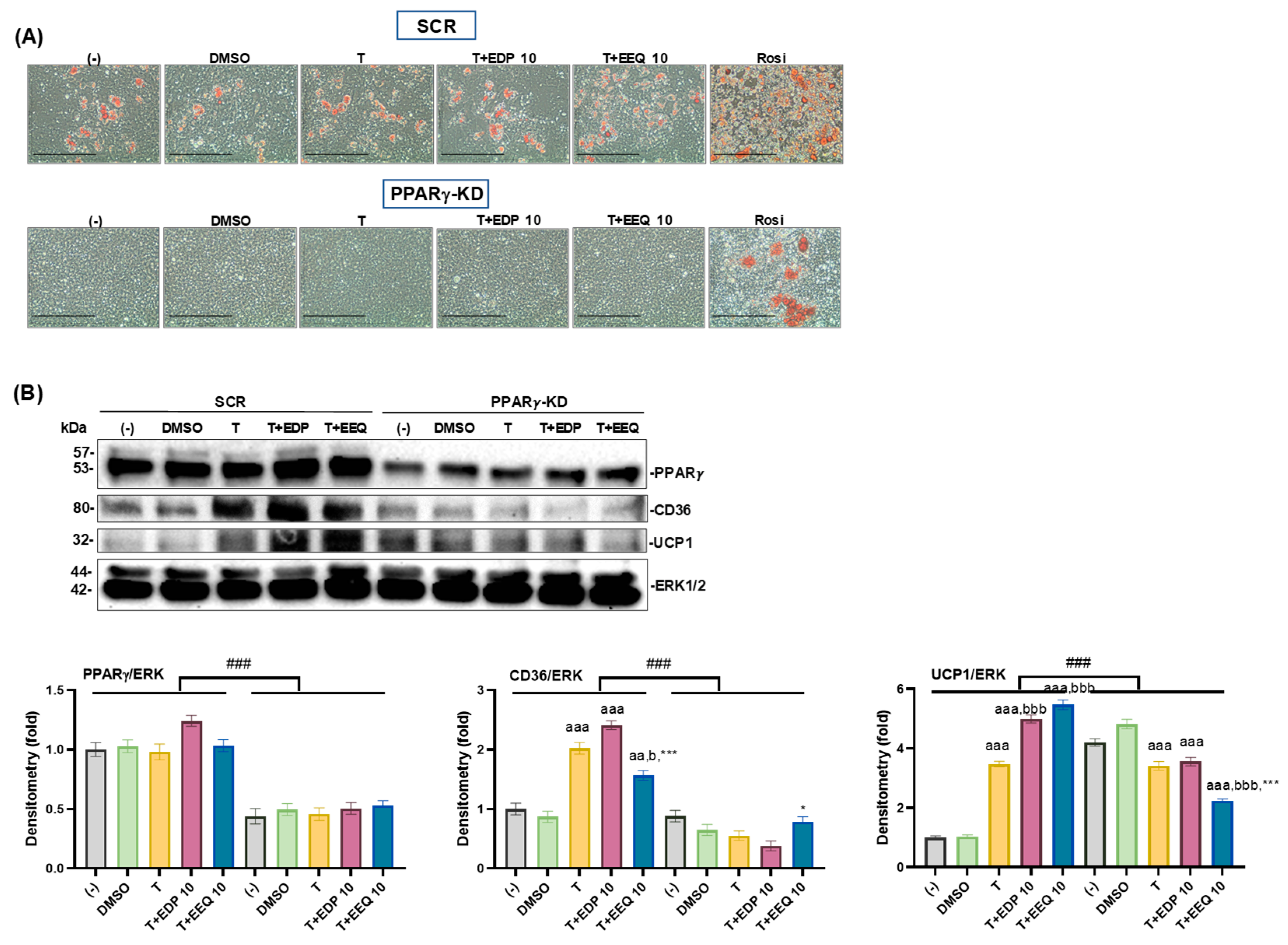 Nutrients 17 00936 g006 Nutrients 17 00936 g006