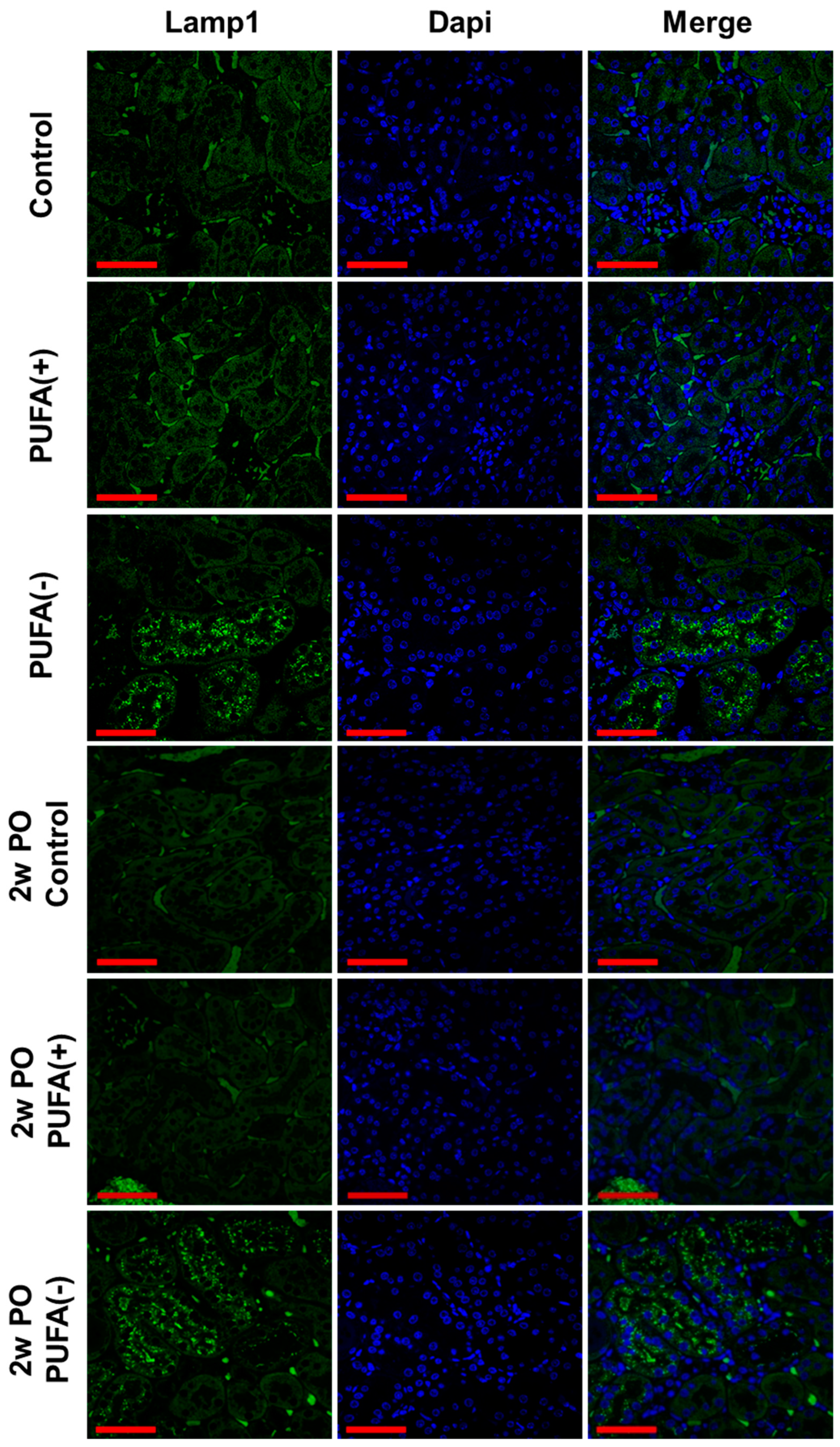 Nutrients 17 00961 g004