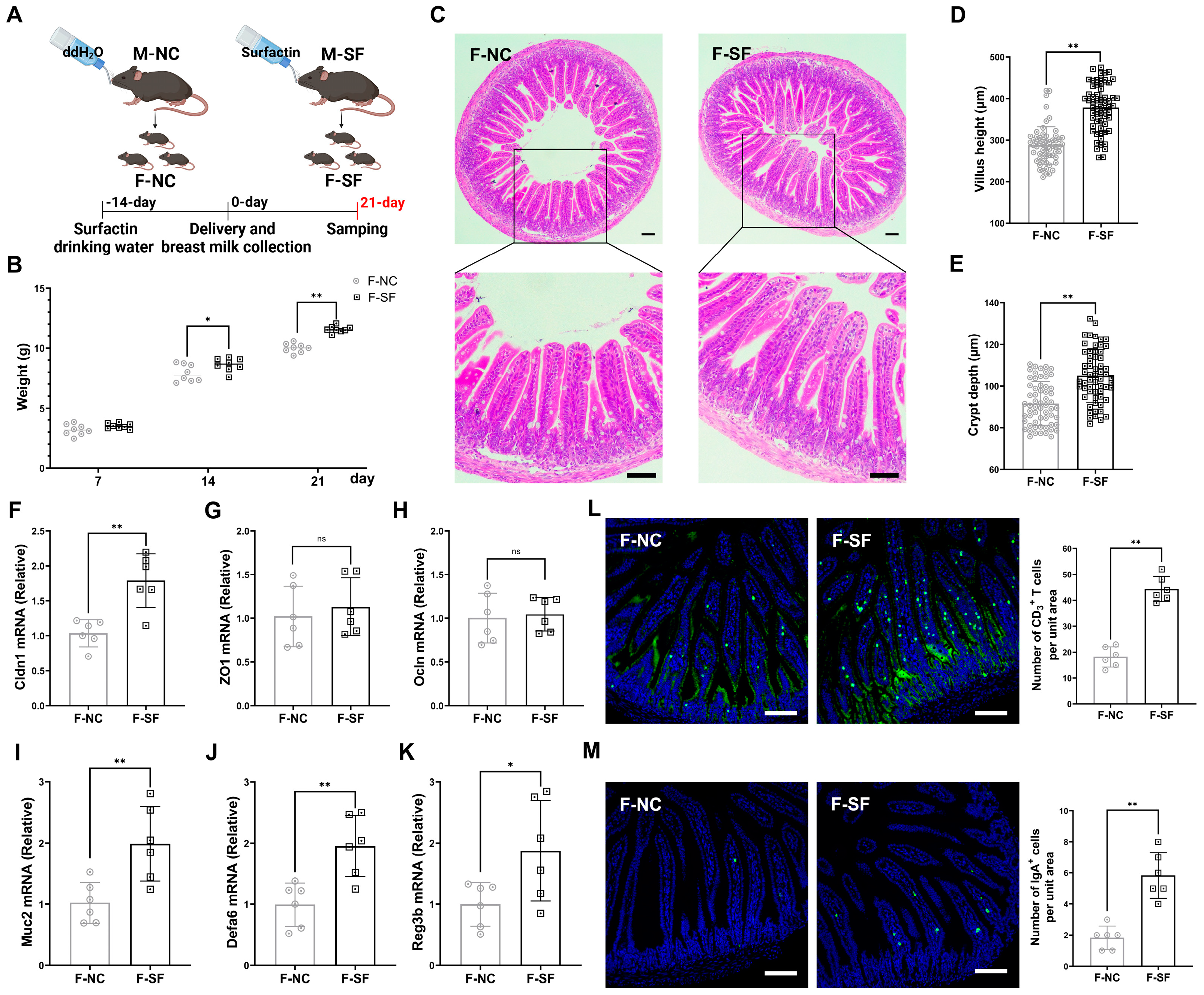 2025新作モデル Bacillus subtilis-Derived Surfactin Alleviates Offspring 文房具・ステーショナリー