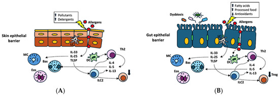The Epithelial Barrier Hypothesis in Food Allergies: The State of the Art