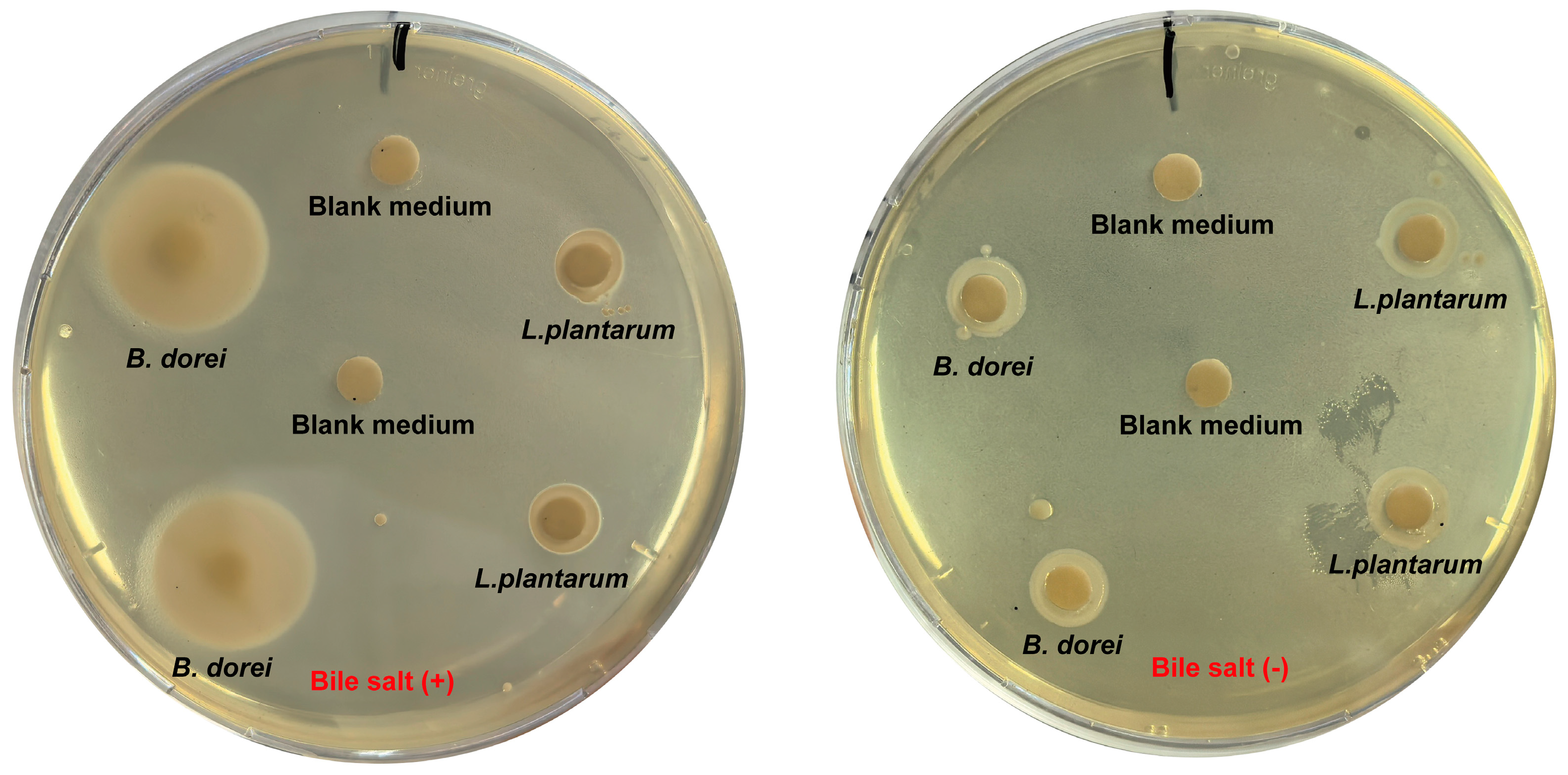 Nutrients 17 01066 g004