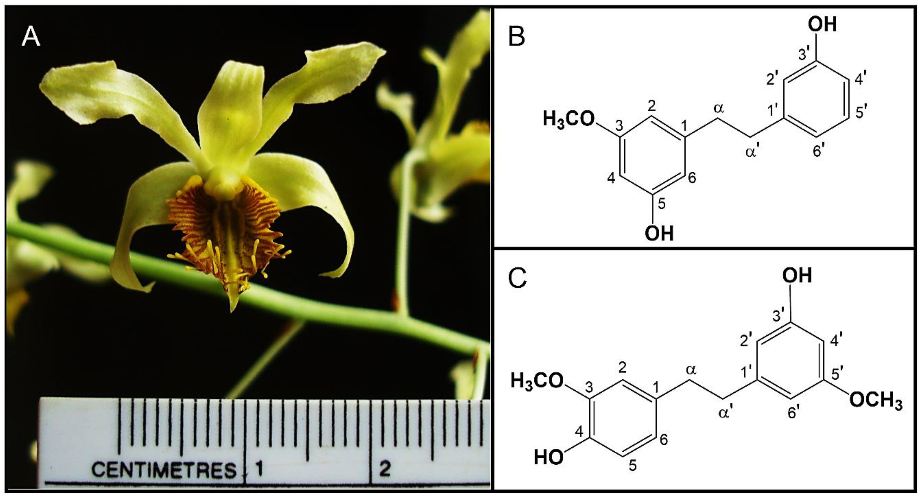 Nutrients 17 01104 g001