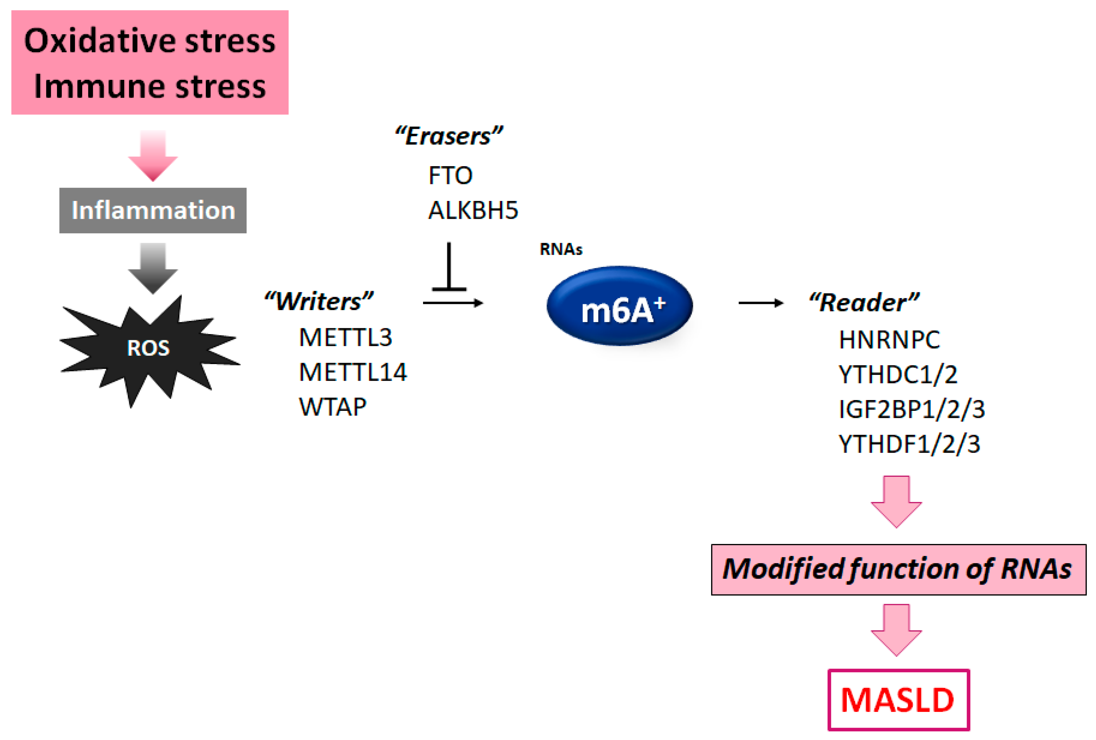 Nutrients 17 01158 g002